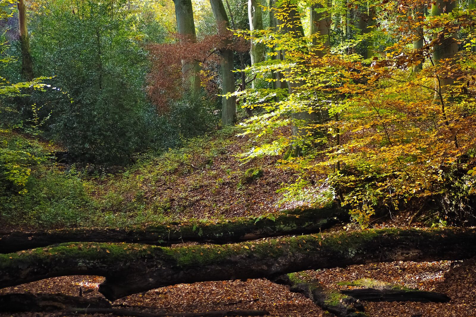 Olympus OM-D E-M10 sample photo. Autumn, nature, trees photography