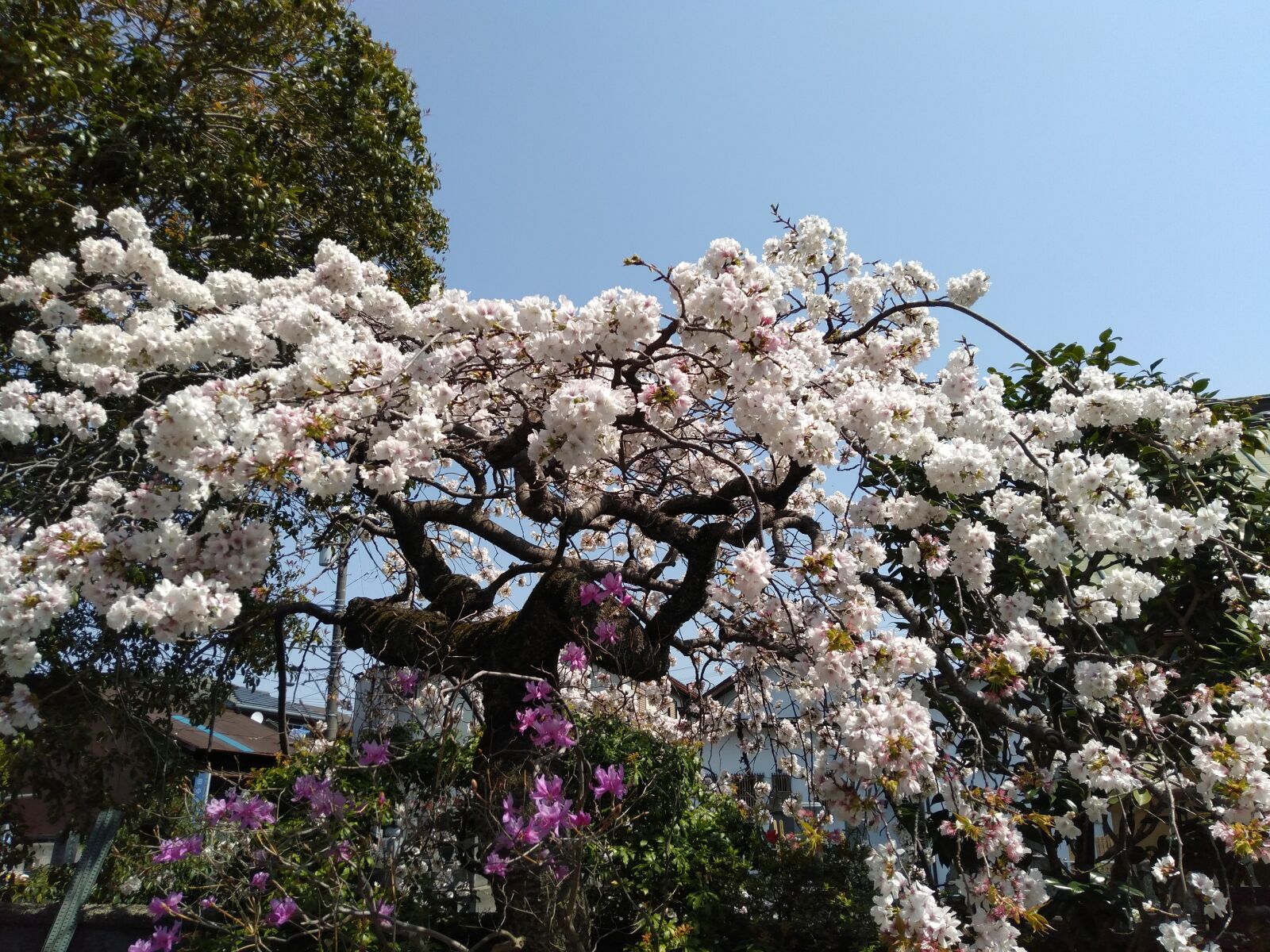 OPPO AX7 sample photo. Cherry blossoms, spring, blue photography