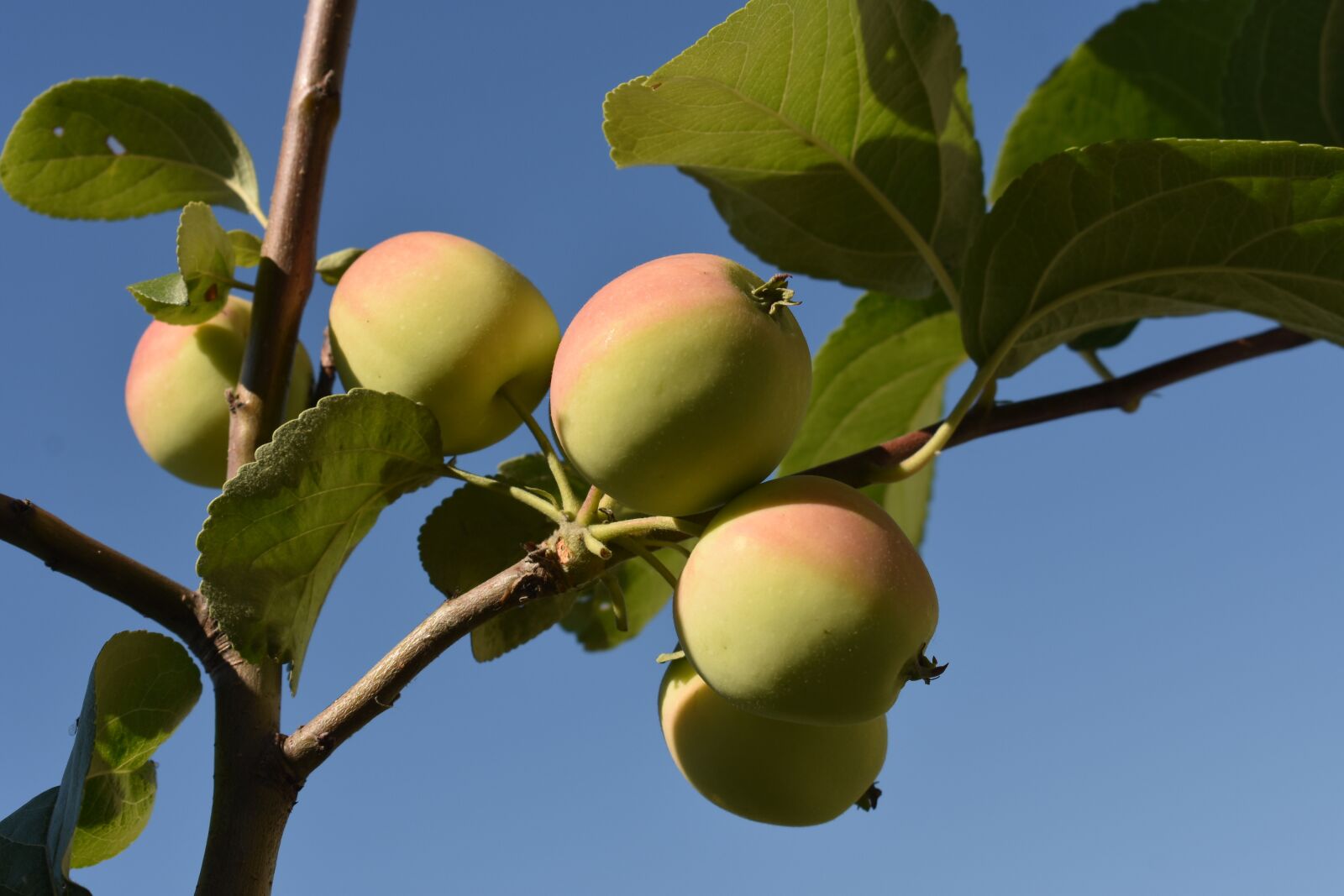 Nikon D3400 sample photo. Apples, tree, apple tree photography