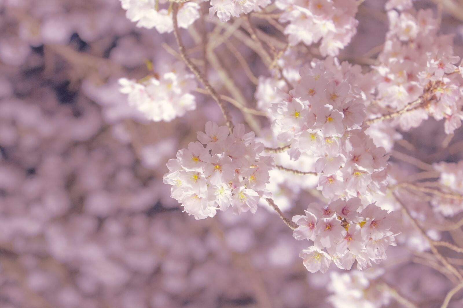 Nikon D90 sample photo. Cherry blossoms, flowers, pink photography