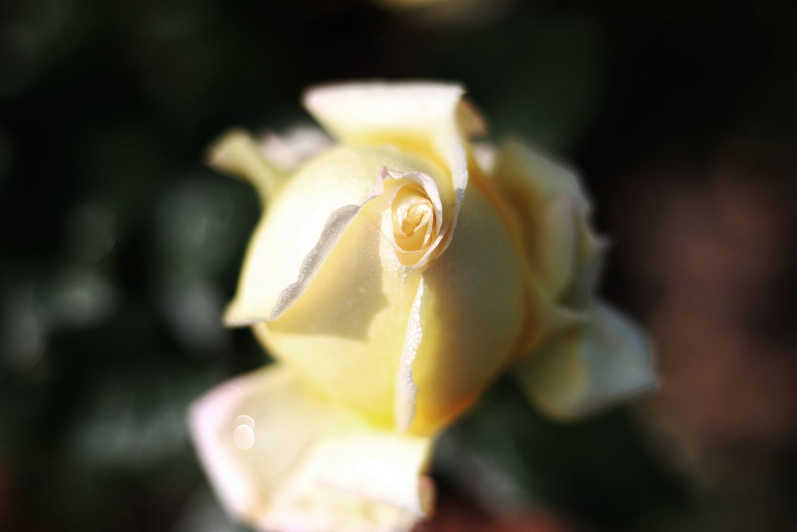 Canon EOS 500D (EOS Rebel T1i / EOS Kiss X3) sample photo. Flower, flora, petal photography
