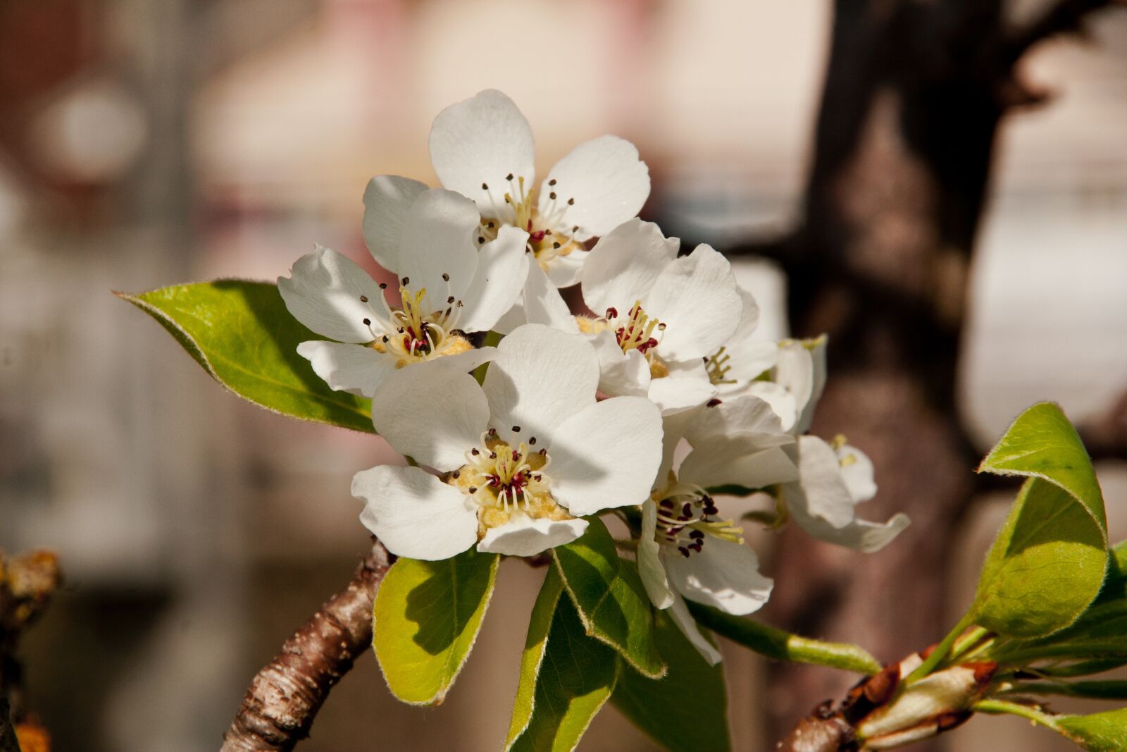 Canon EOS 350D (EOS Digital Rebel XT / EOS Kiss Digital N) sample photo. Apple blossom, apple flower photography
