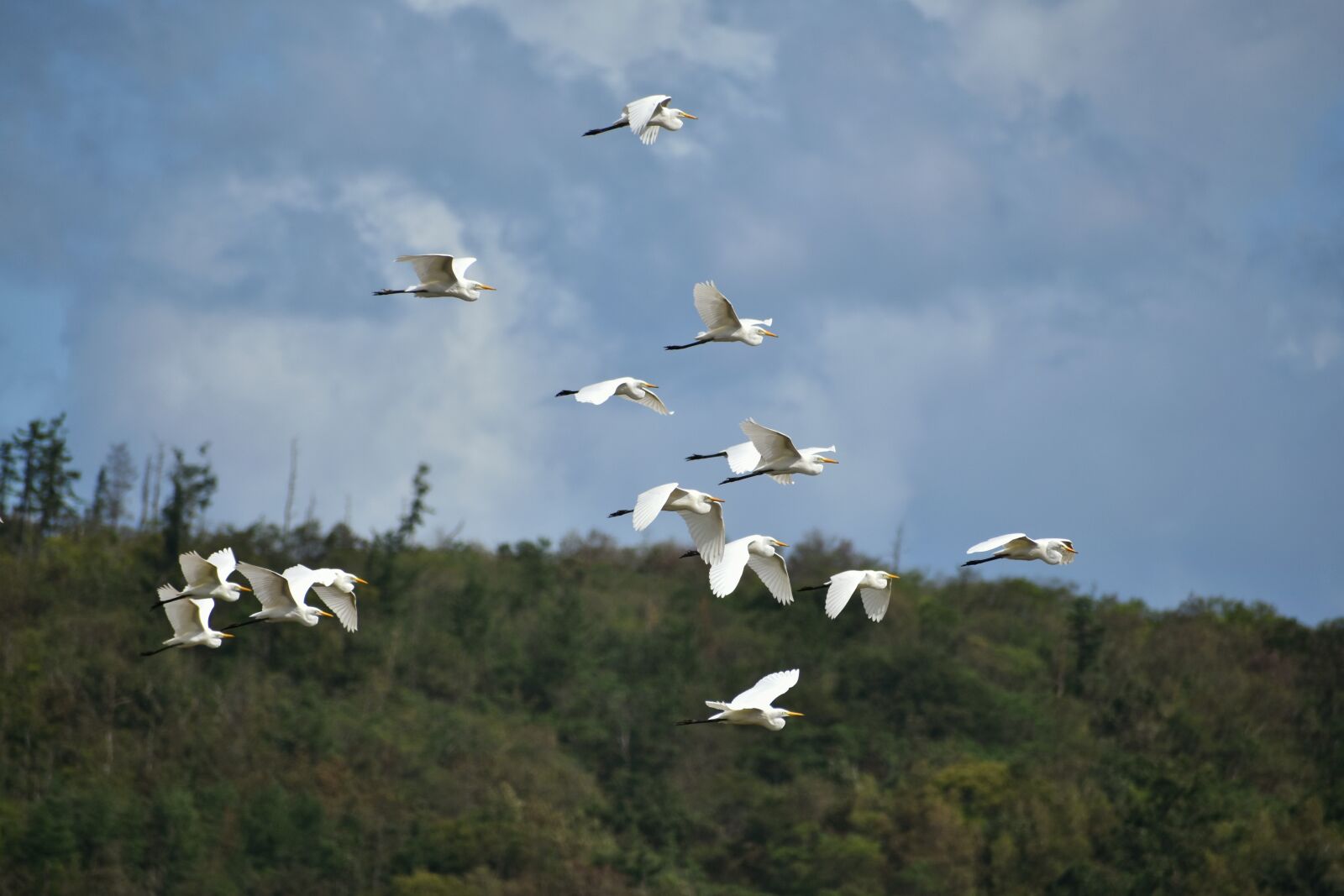 Nikon D7200 sample photo. Animal, sky, cloud photography