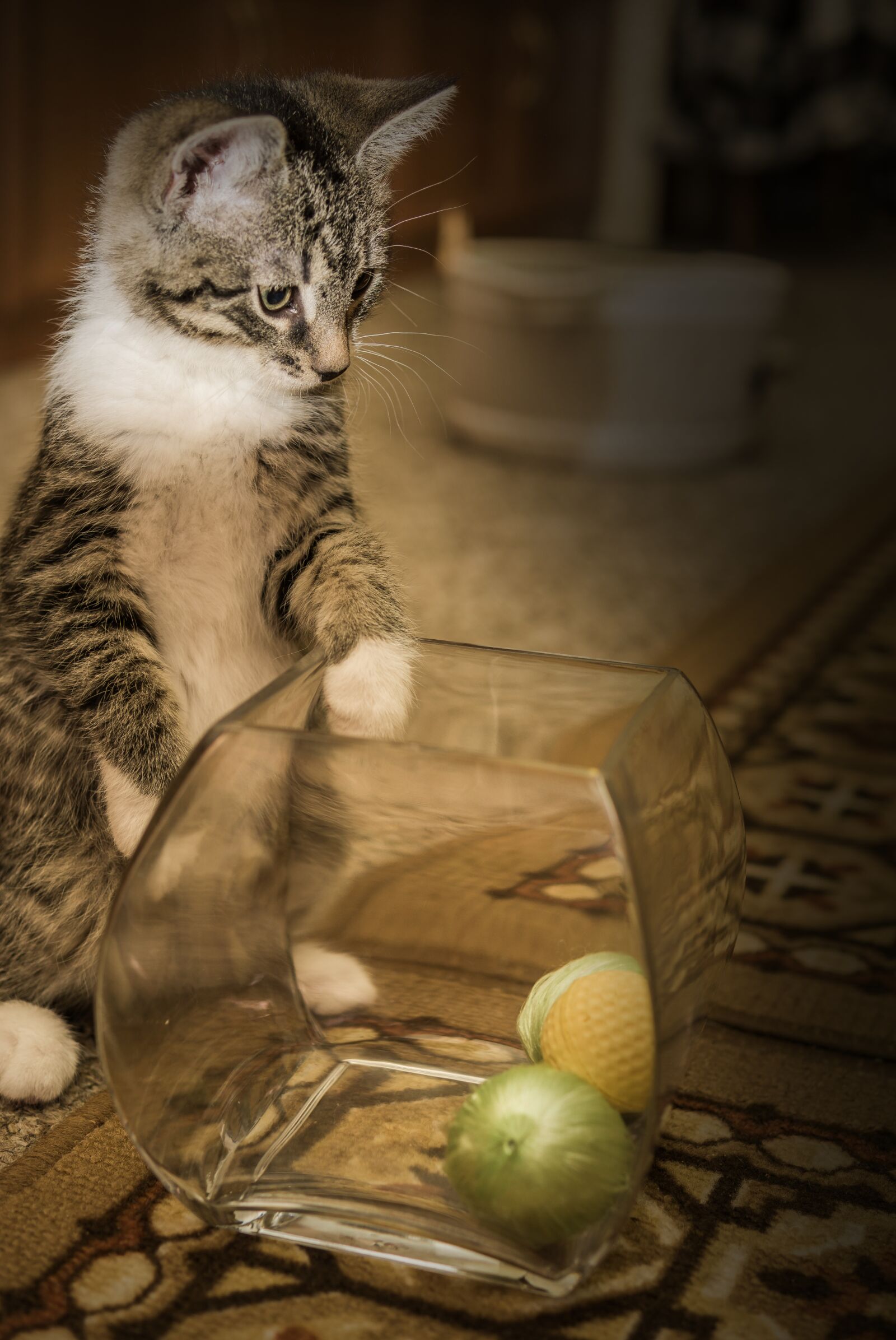 30mm F1.4 DC DN | Contemporary 016 sample photo. Cat, small, mackerel photography