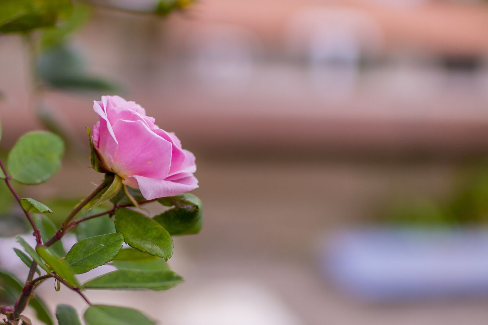 Nikon D600 sample photo. Rosa, flower, nature photography