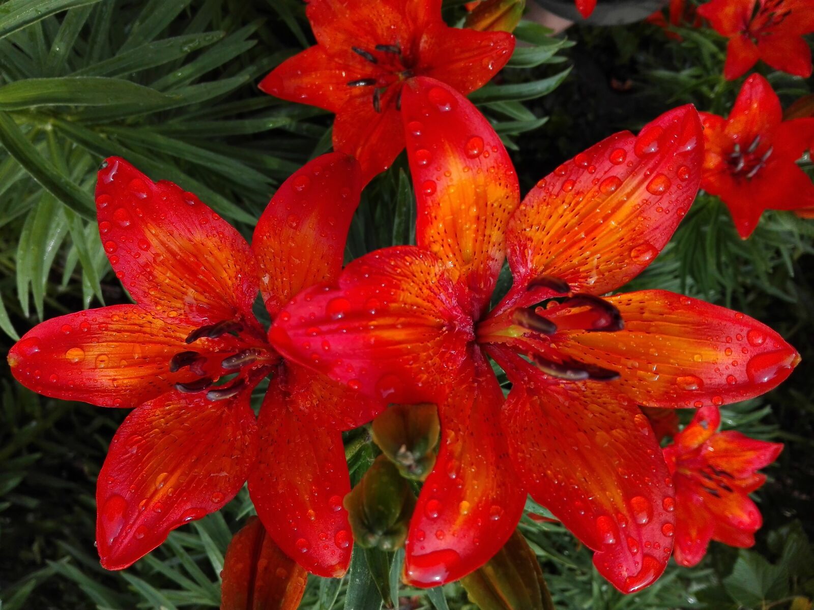 HUAWEI P8 Lite sample photo. Flower, asian lily, lilies photography