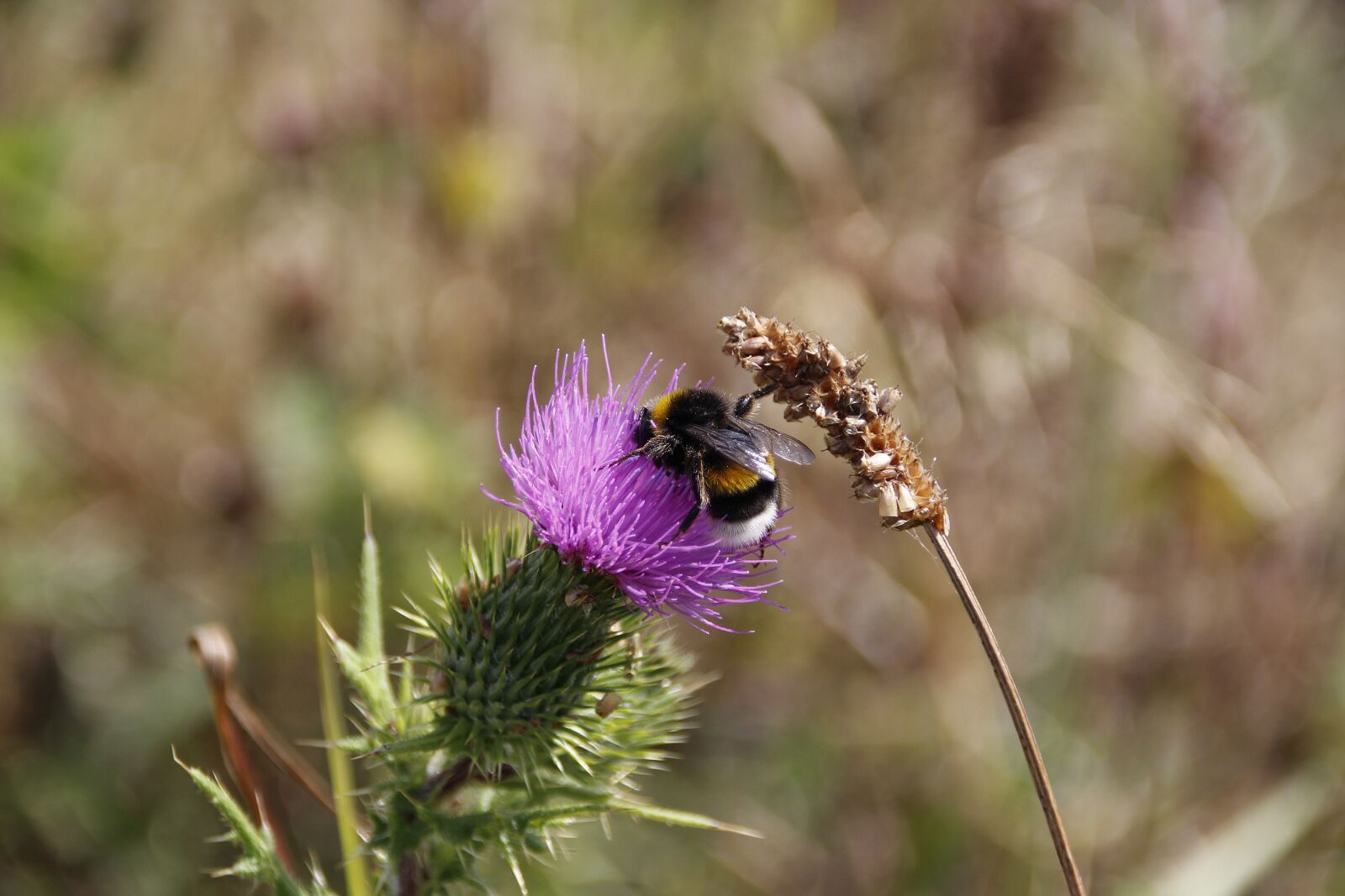 Canon EOS 700D (EOS Rebel T5i / EOS Kiss X7i) sample photo. Hummel, plant, pollination photography