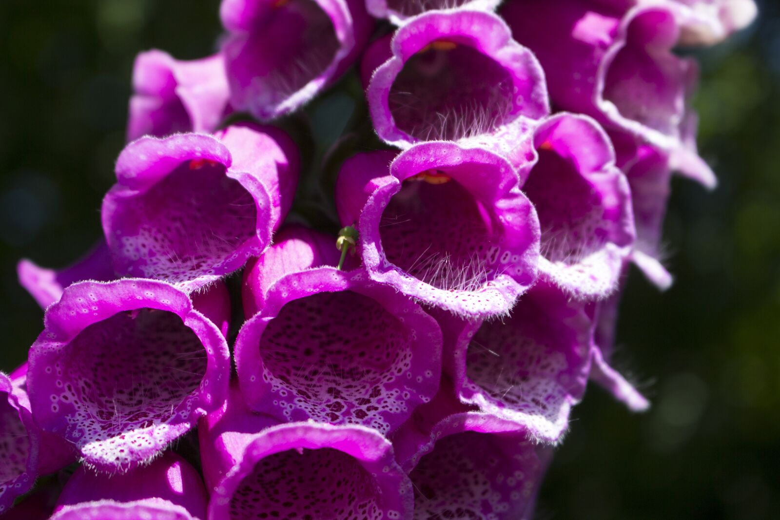 Canon EOS 60D sample photo. Thimble, nature, plant photography