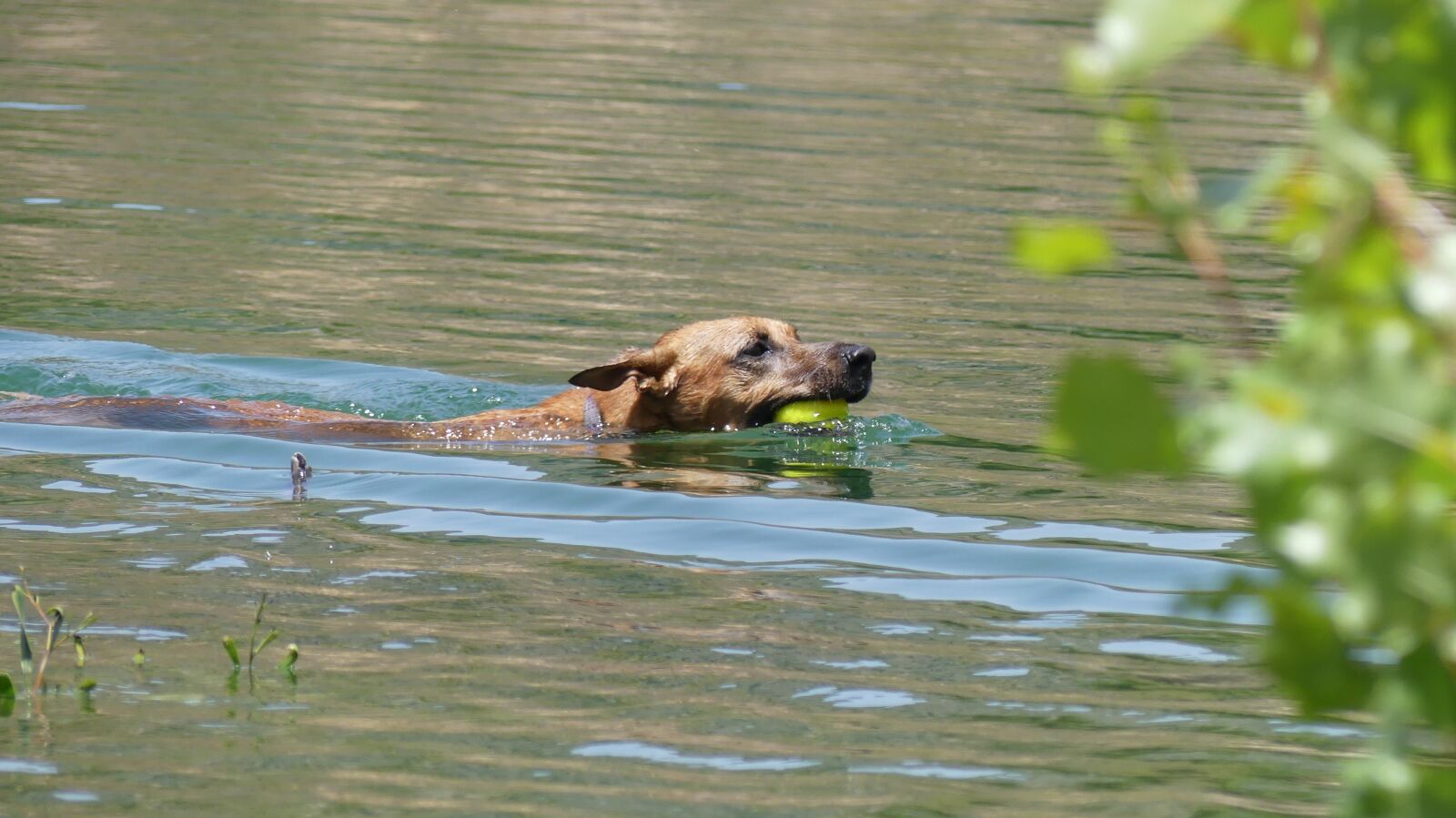 Panasonic DMC-FZ330 sample photo. Dog swimming, dog, water photography