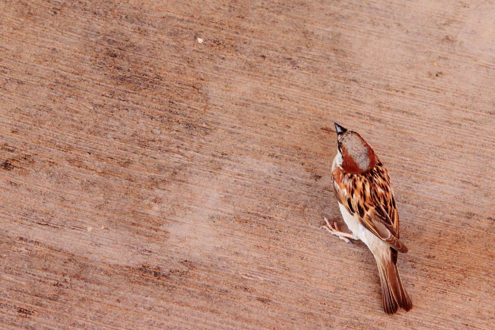 Canon EOS 600D (Rebel EOS T3i / EOS Kiss X5) sample photo. Animal, animals, bird, fly photography