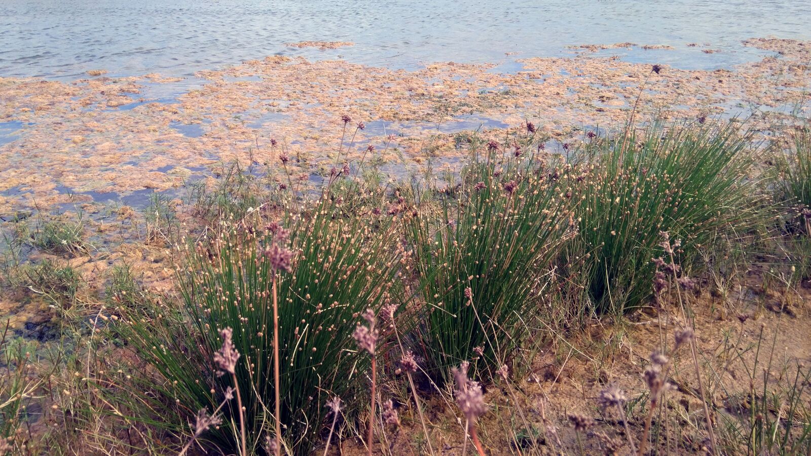 Xiaomi MIX sample photo. Nature, lake, grass photography