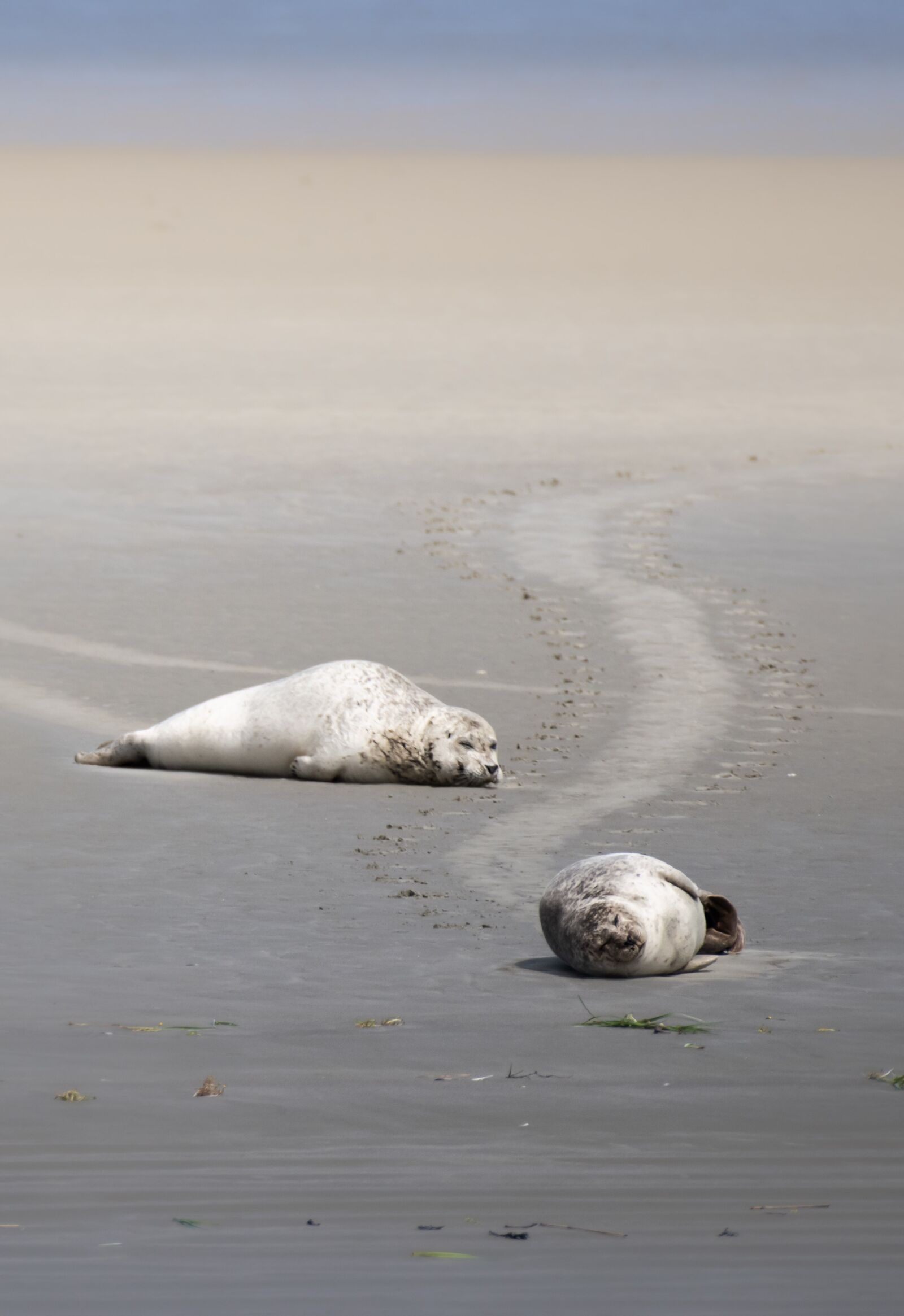 Nikon D5500 sample photo. Seal, robbe, north sea photography