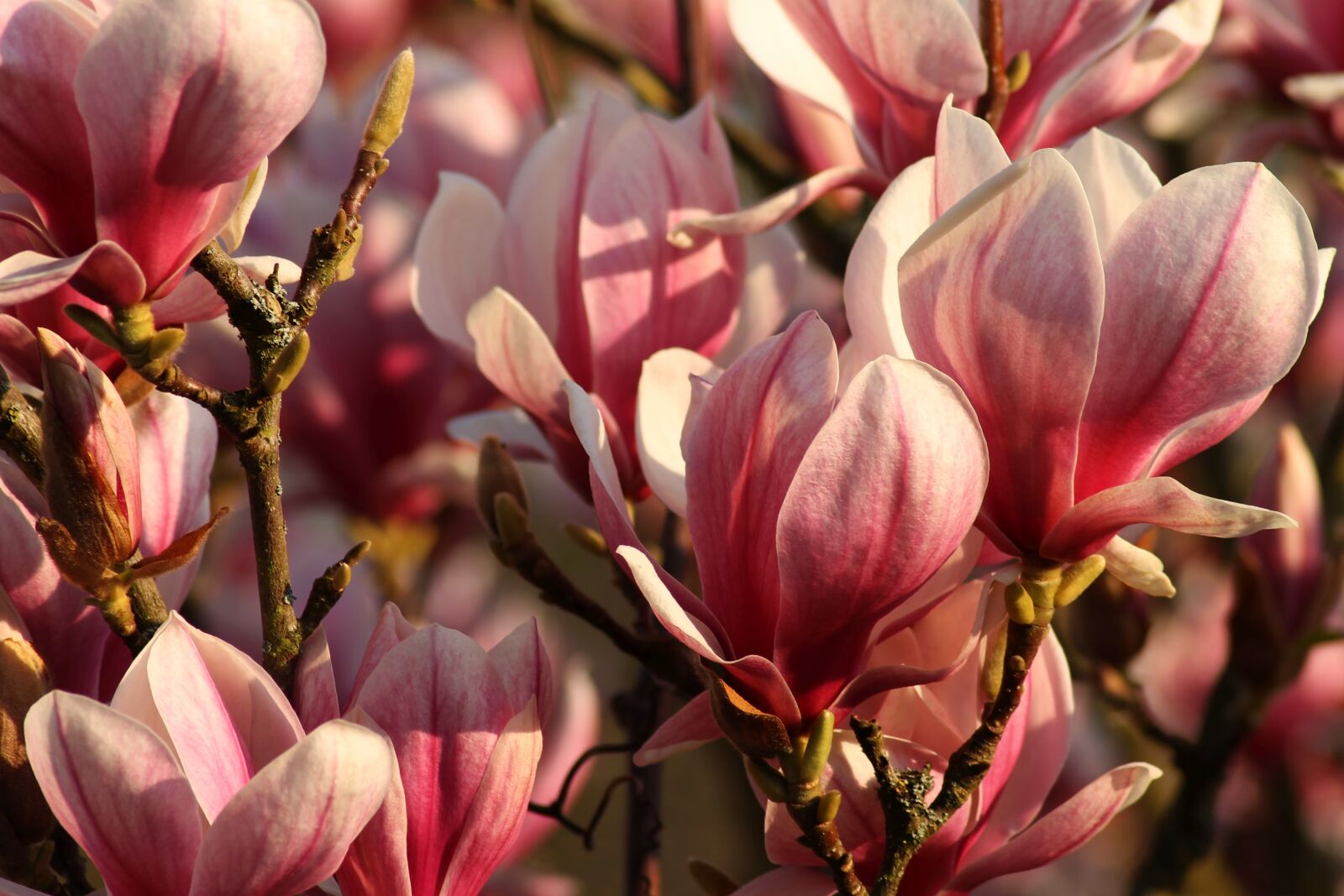 Canon EOS 1100D (EOS Rebel T3 / EOS Kiss X50) sample photo. Magnolia, pink, white photography