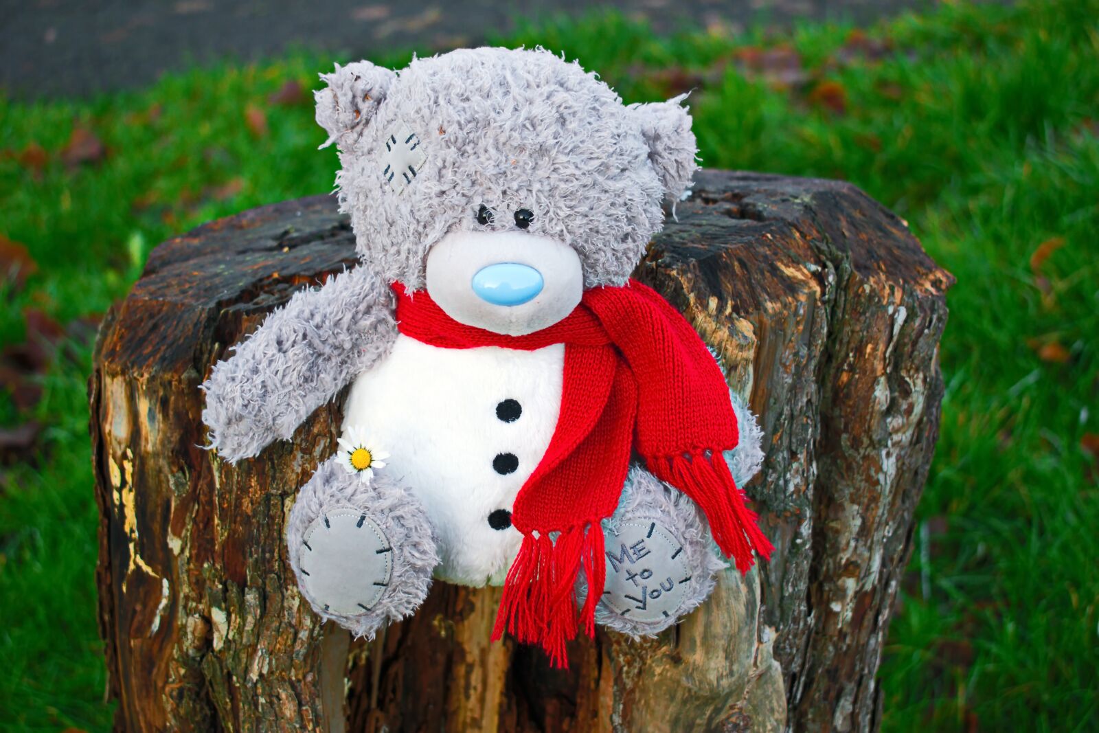 Nikon D3300 sample photo. Teddy bear, happy, flower photography