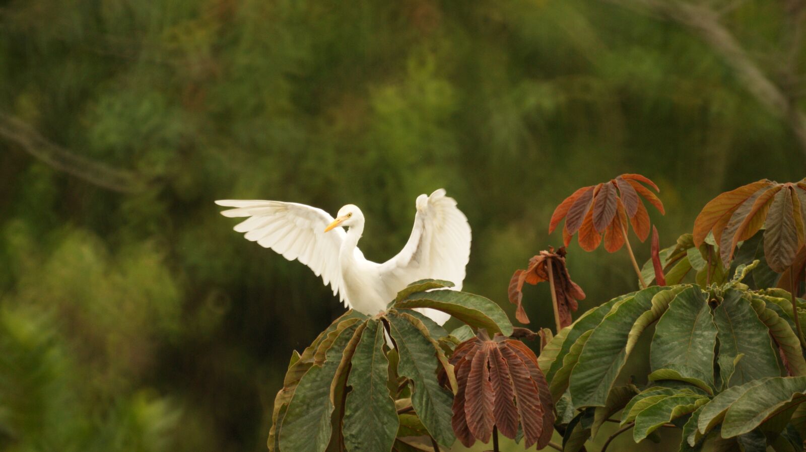 Sony Alpha DSLR-A390 sample photo. Colombia, in, images photography