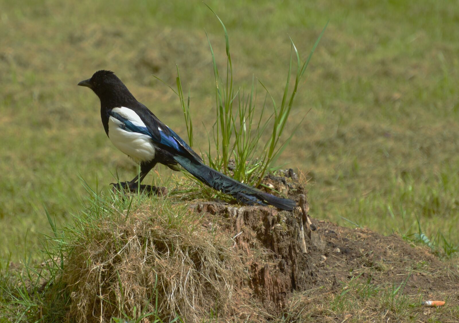 Nikon D3200 sample photo. Elster, bird, nature photography