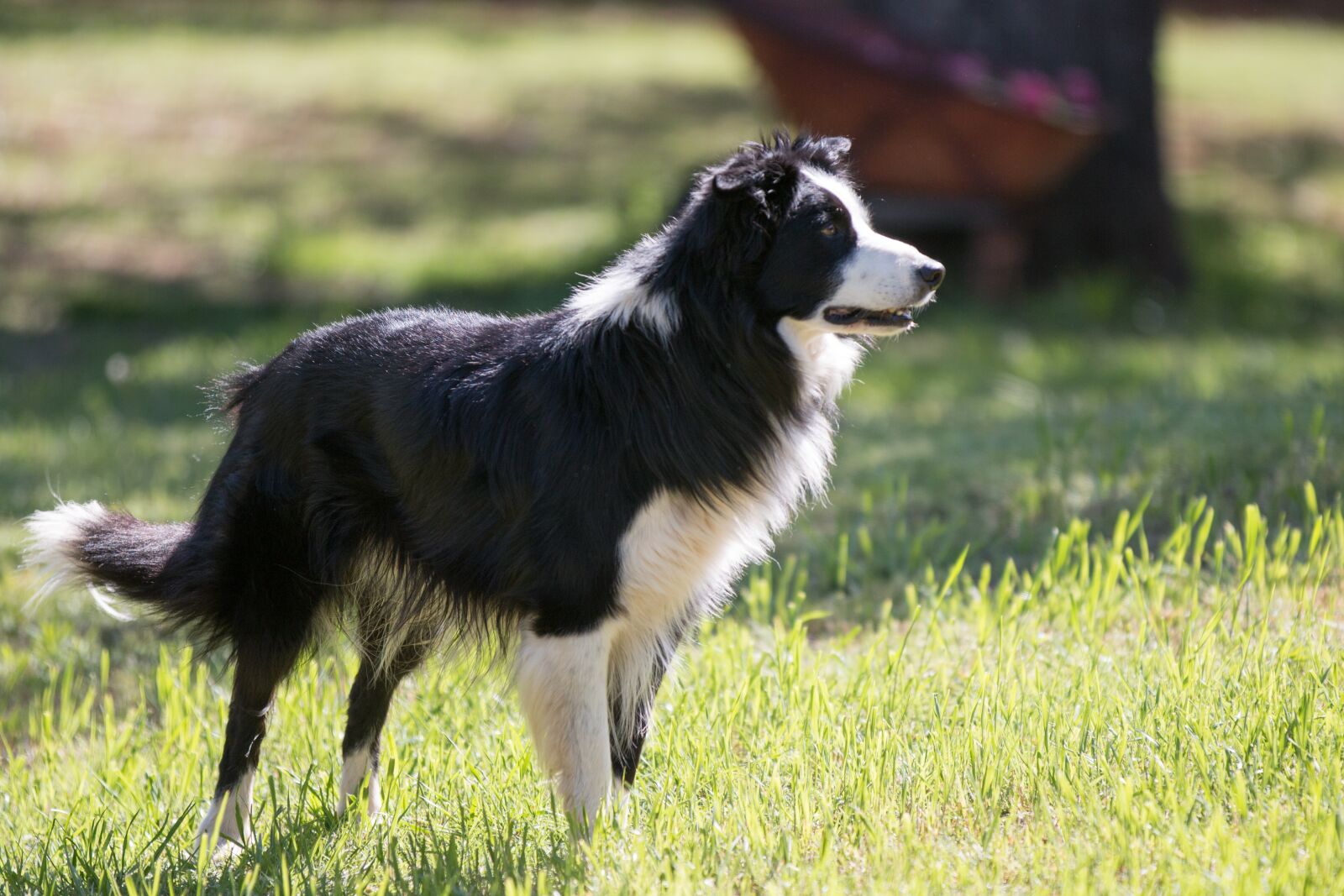 Canon EOS 70D + Canon EF 70-200mm F2.8L IS II USM sample photo. Border collie, stare, herding photography