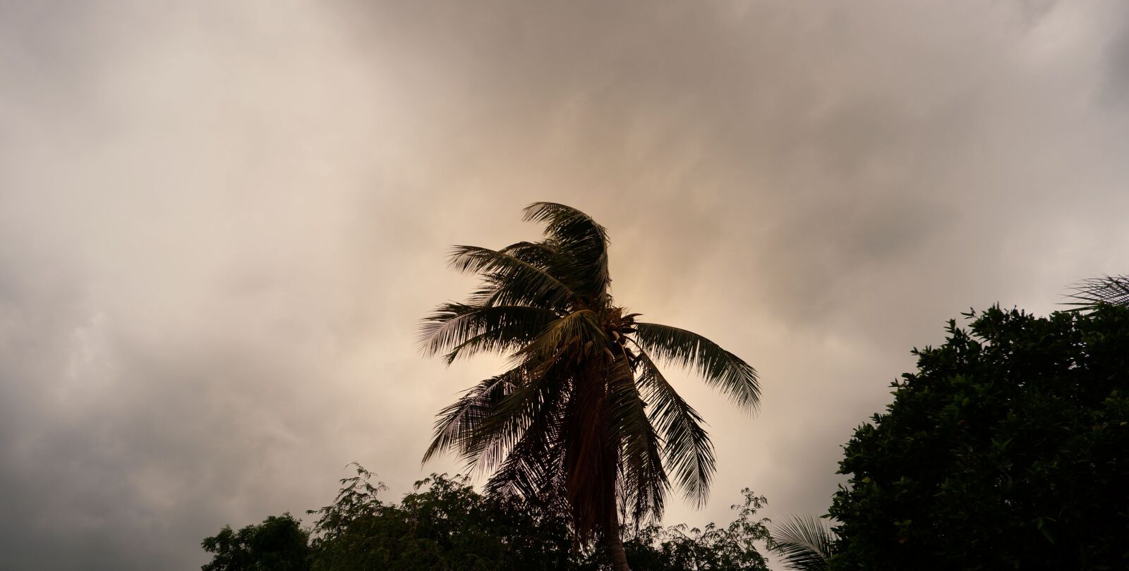 Fujifilm X-A5 sample photo. Wind, palm tree, windy photography