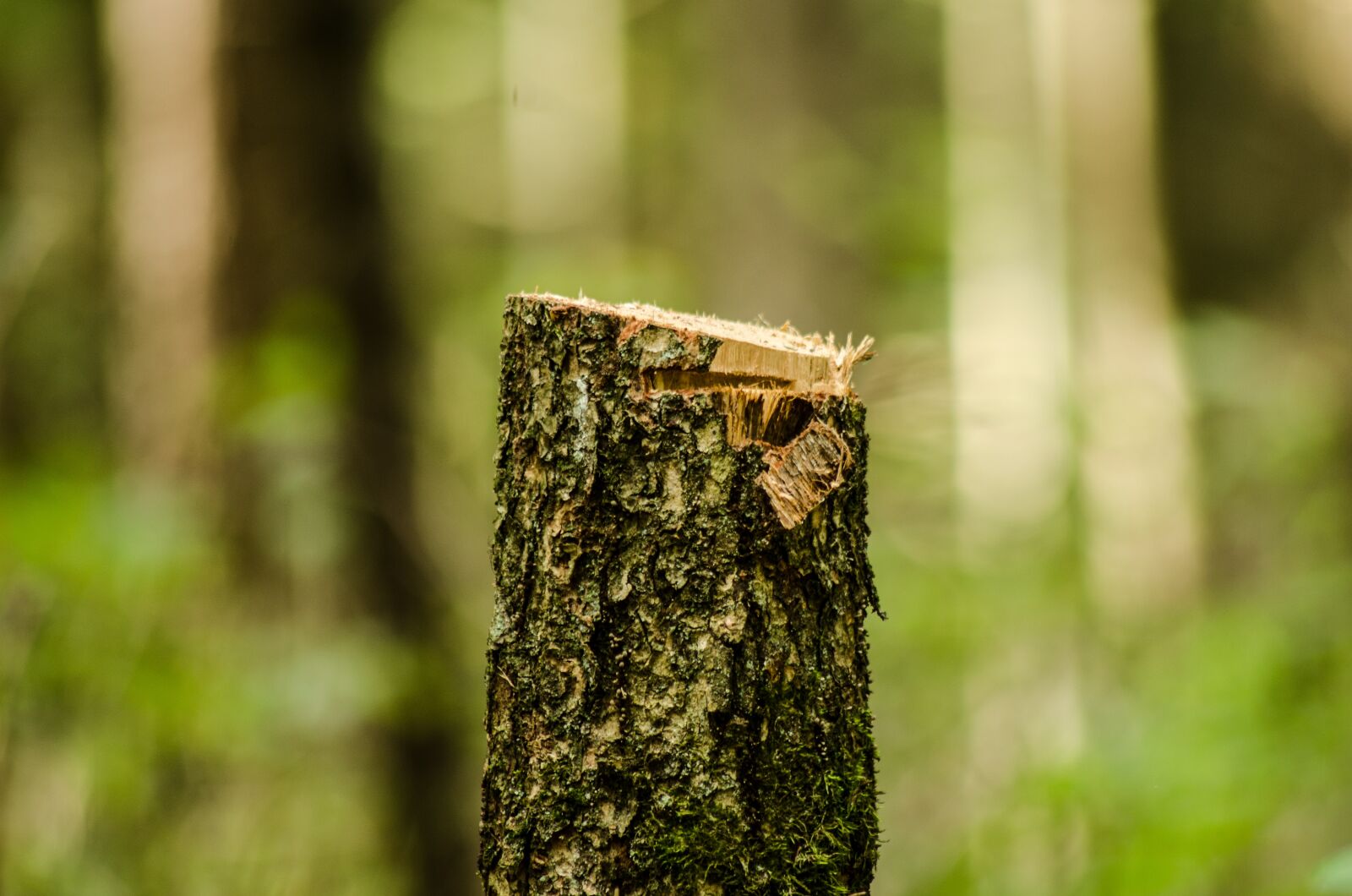 Nikon D5100 sample photo. Forest, slice, gardening photography