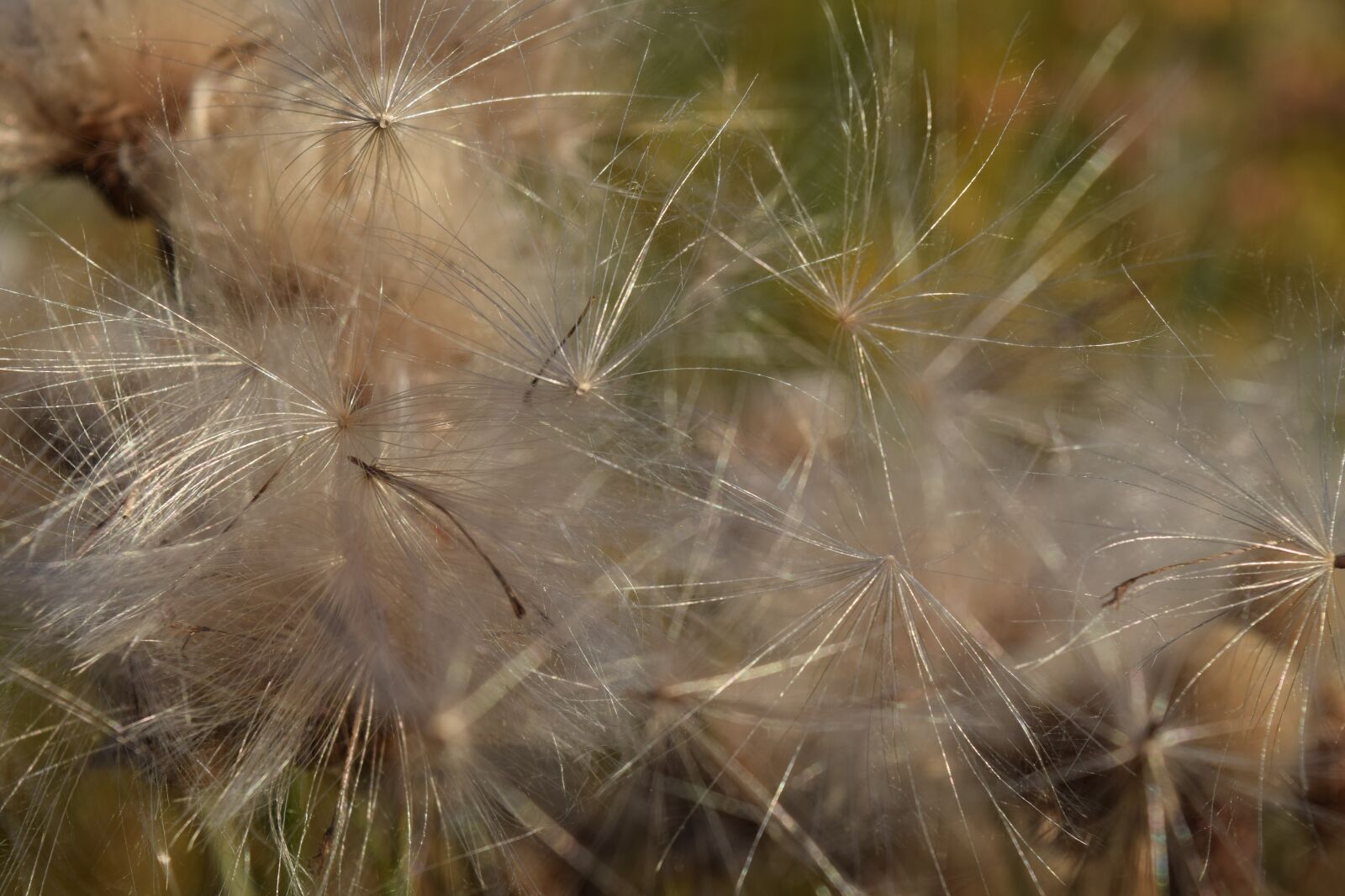 Nikon D3300 sample photo. Seeds, flying seeds, close photography