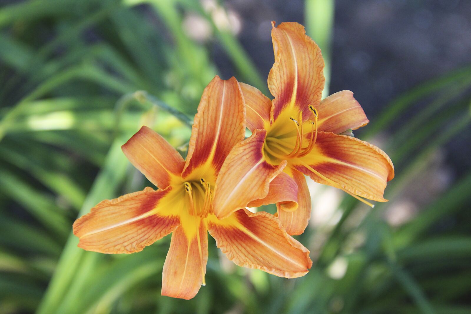Canon EOS 700D (EOS Rebel T5i / EOS Kiss X7i) sample photo. Iris, plant, flower photography