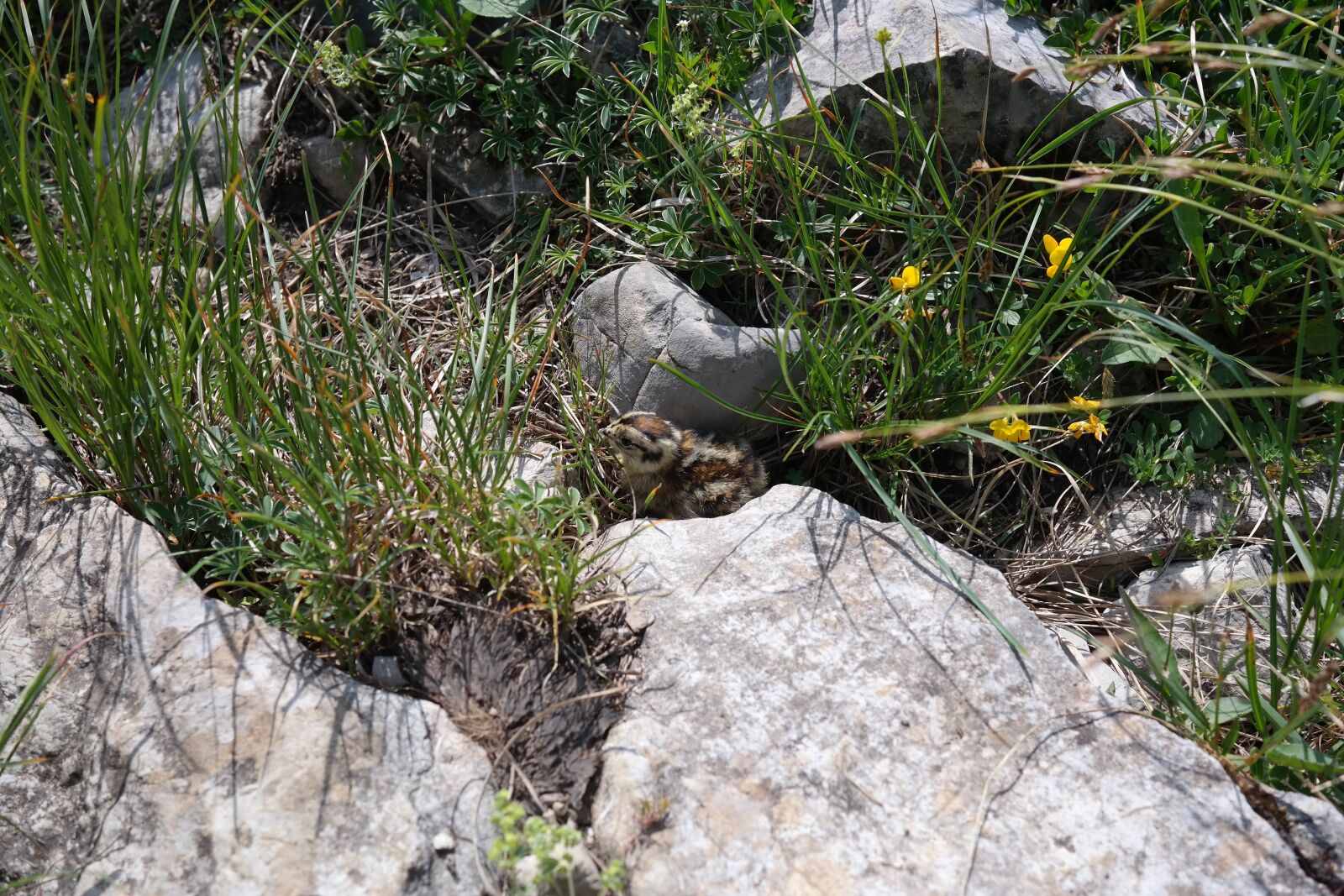 Samsung NX300 sample photo. Ptarmigan chicks, chicks, ptarmigan photography
