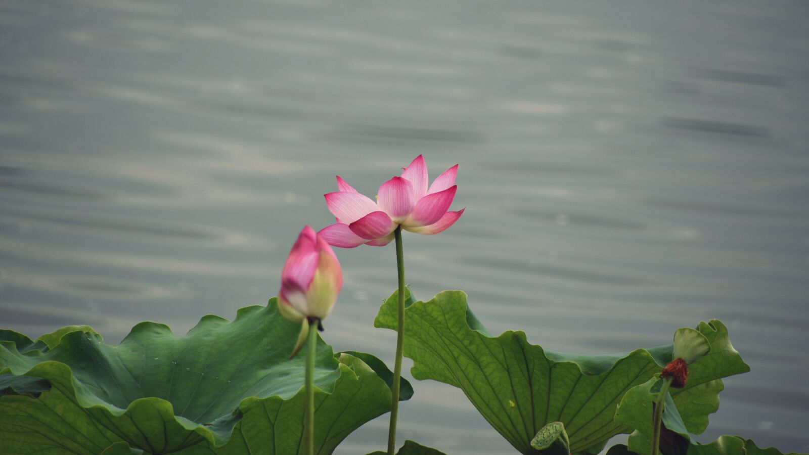 Nikon D7200 sample photo. Flower, flowering, leaf photography