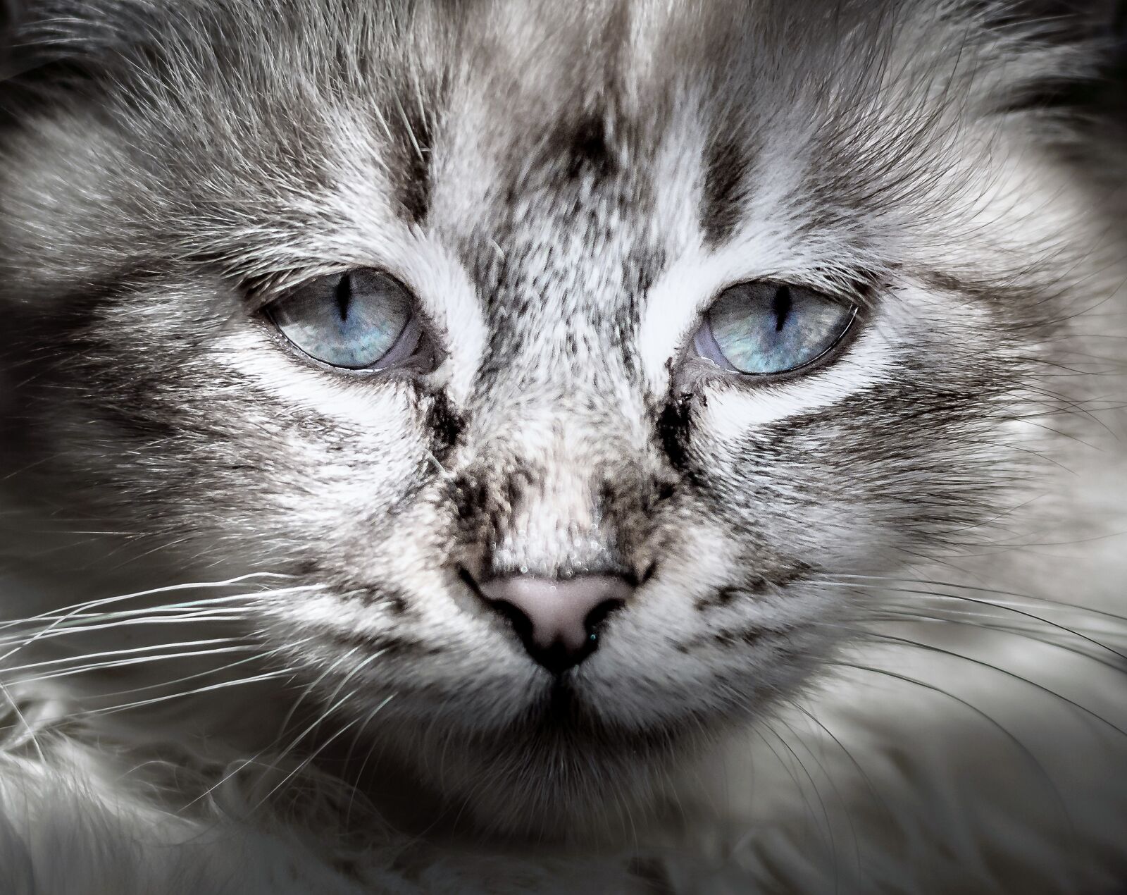 Nikon D3200 sample photo. Cat, domestic cat, young photography