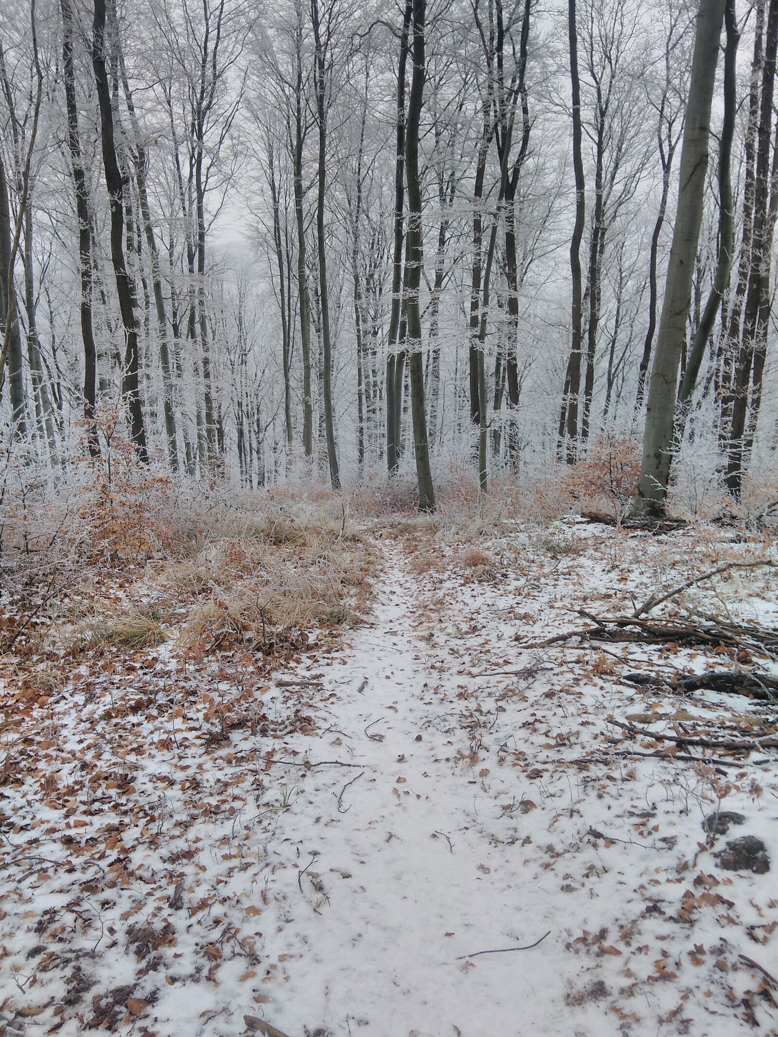 QCOM-AA QCAM-AA sample photo. Nature, winter, white photography