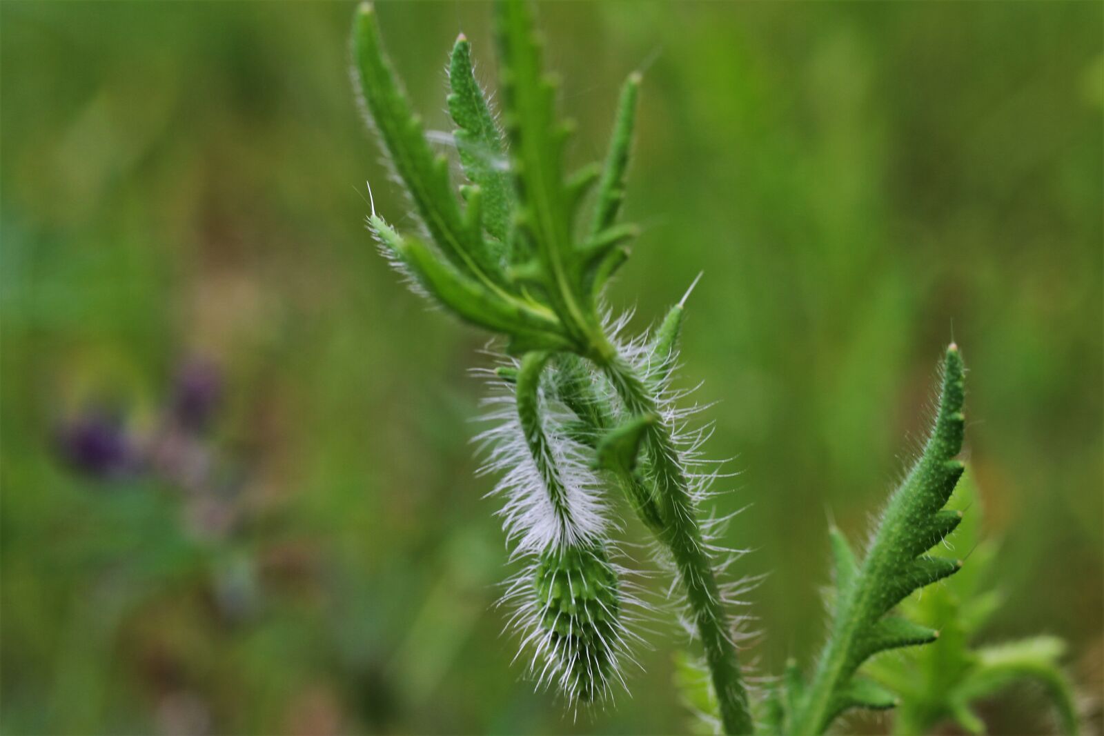 Canon EF-S 35mm F2.8 Macro IS STM sample photo. Klatschmohn, poppy, feuermohn photography