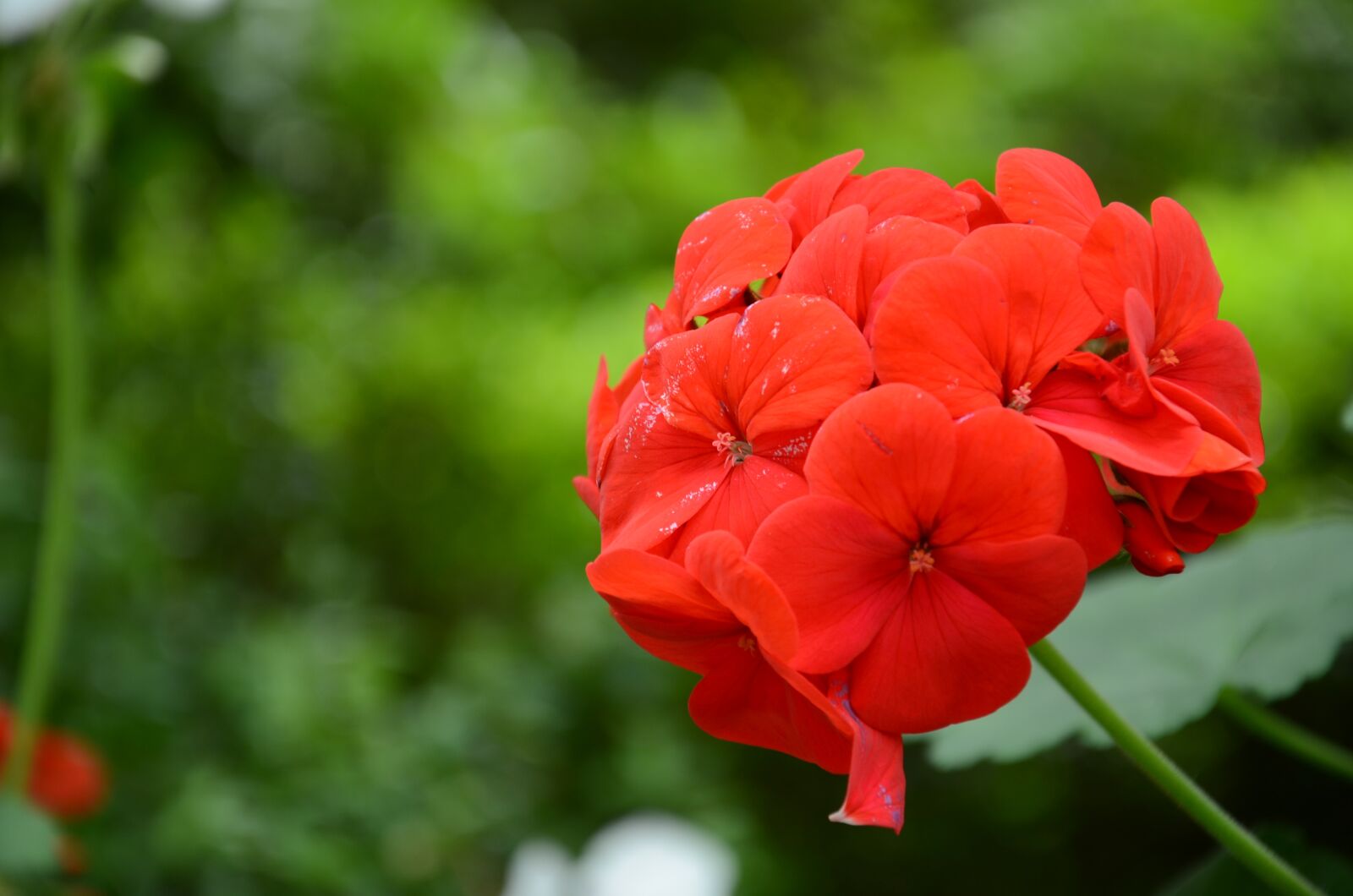Nikon D7000 sample photo. Flower, the leaves, spike photography