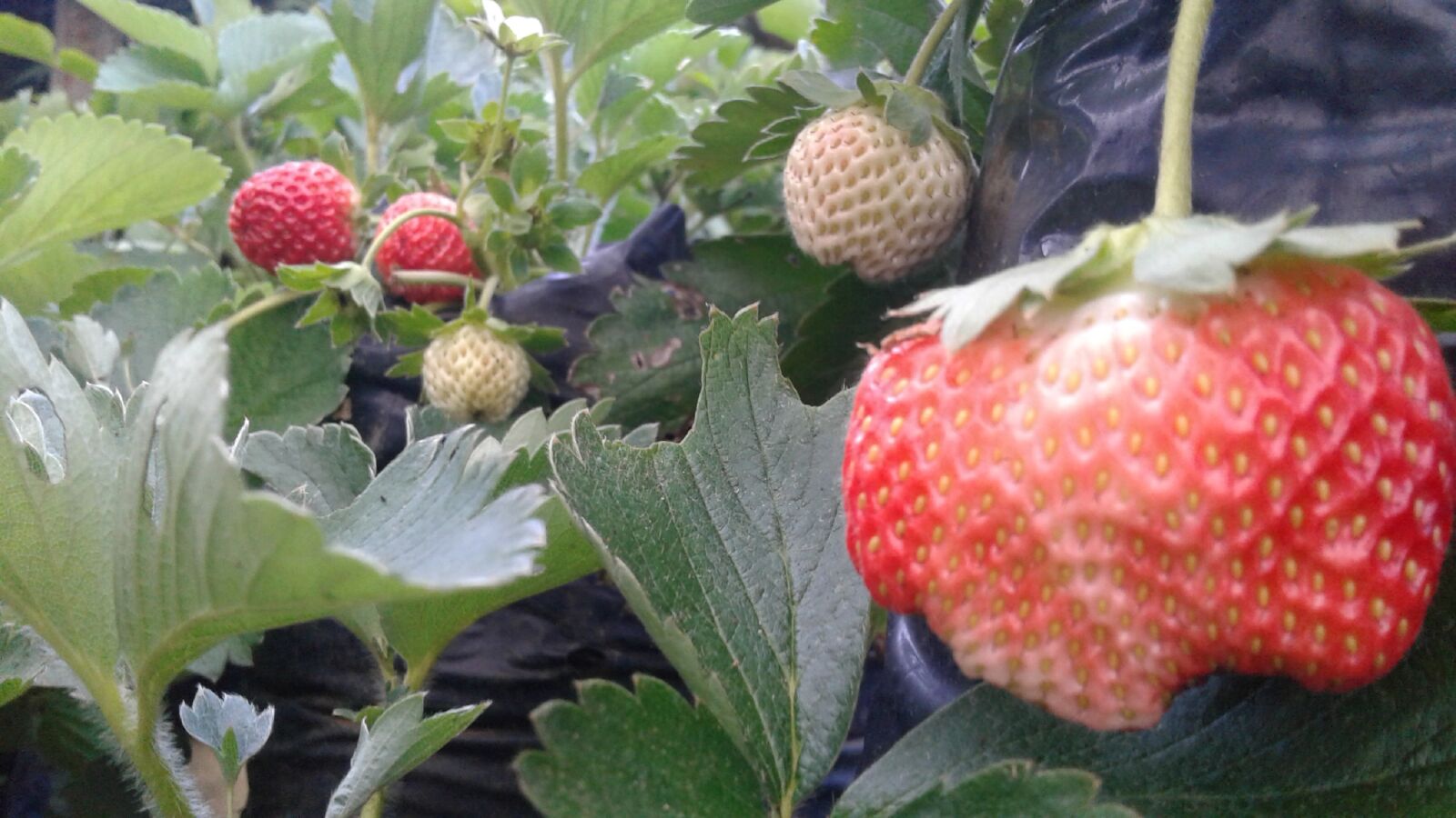 Samsung Galaxy J1(2016) sample photo. Strawberry, green house, red photography
