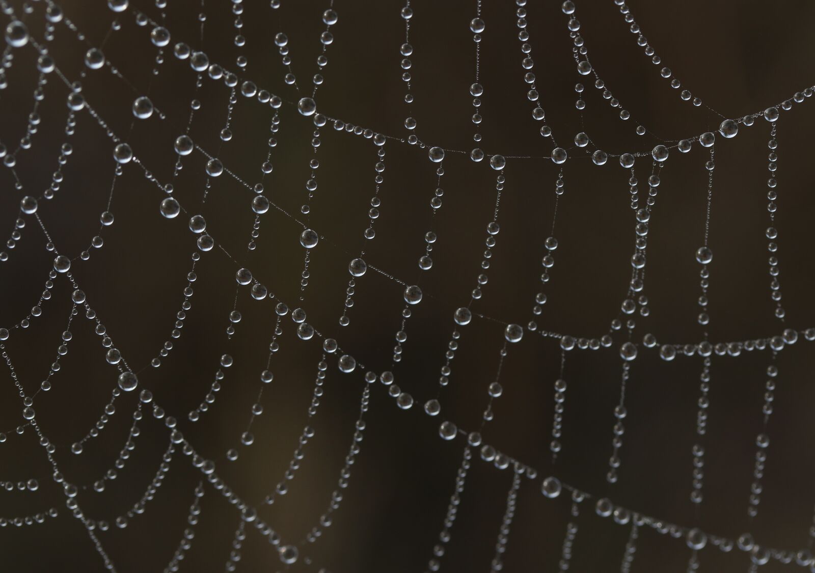 Canon EF-S 60mm F2.8 Macro USM sample photo. Spider web, drops, water photography