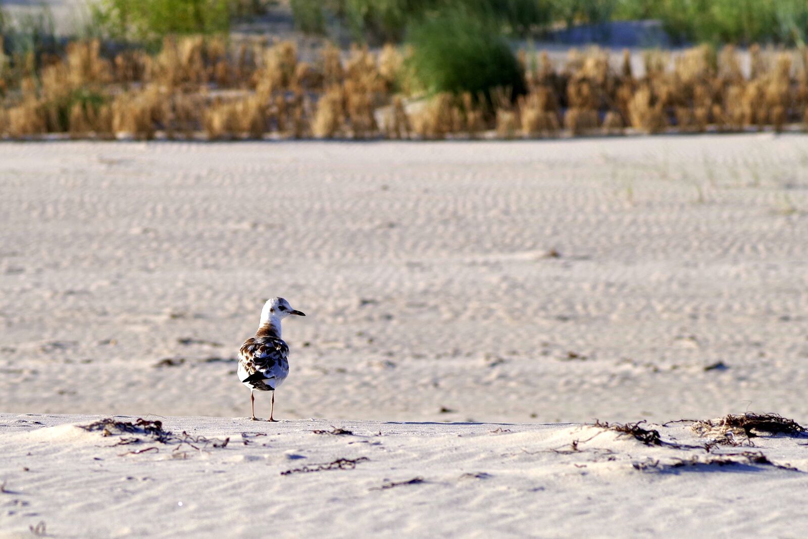 Pentax K-S2 sample photo. Beach, sand, seagull photography