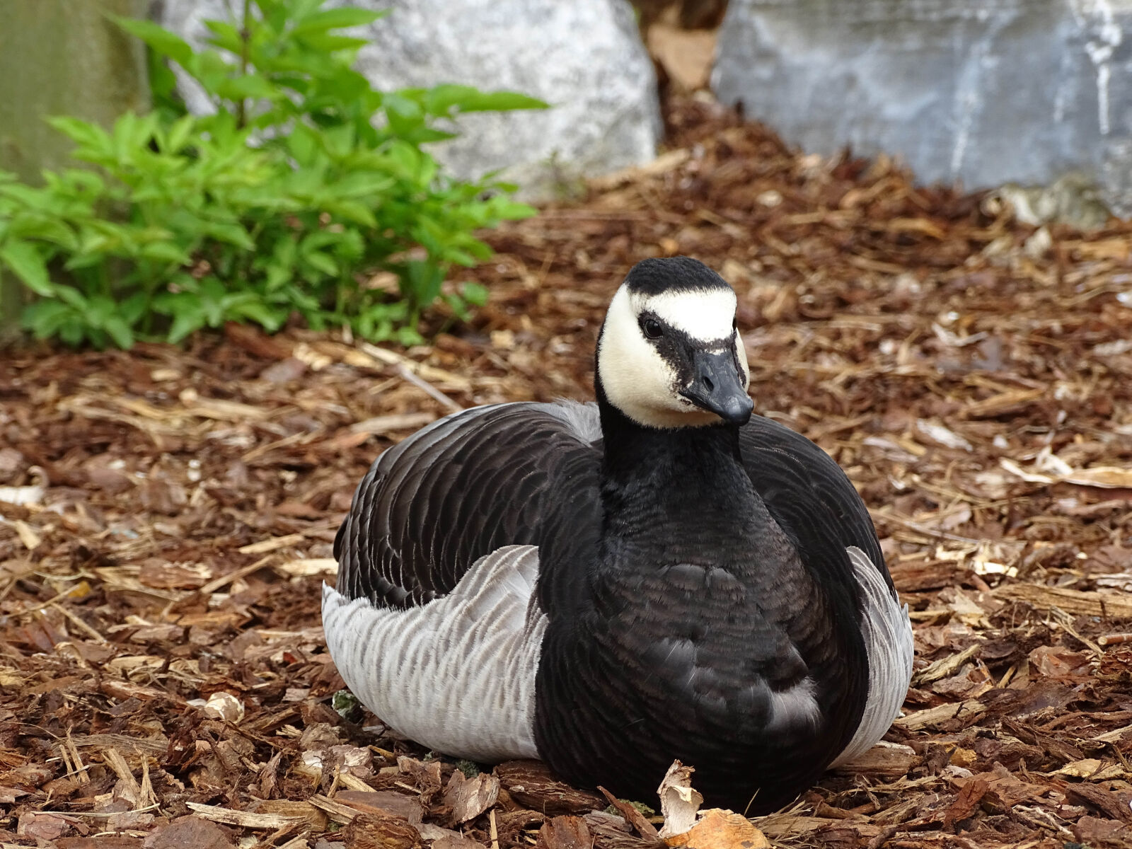 Sony Cyber-shot DSC-HX400V sample photo. Animal, animals, bird, sitting photography