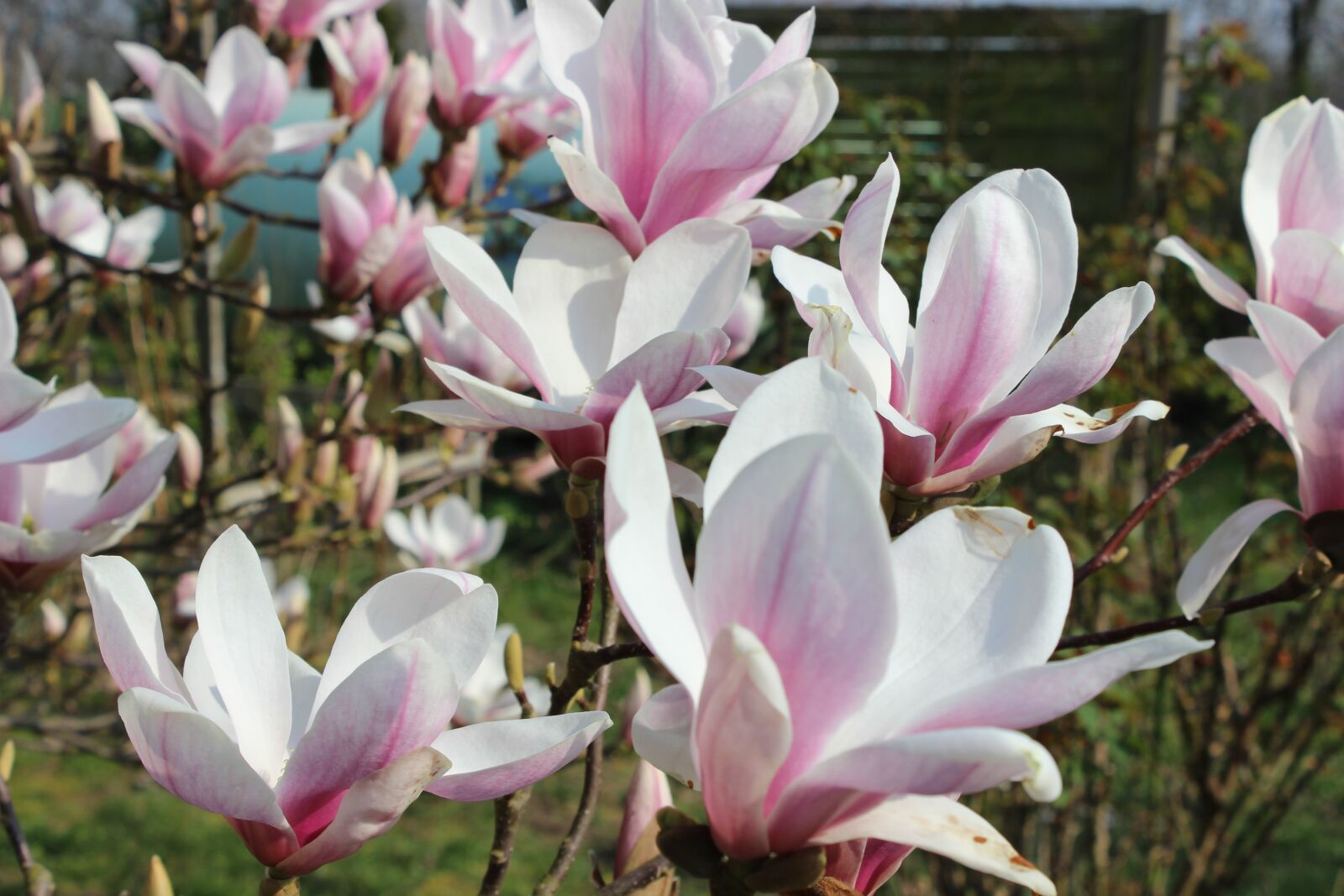 Canon EOS 600D (Rebel EOS T3i / EOS Kiss X5) sample photo. Magnolia, white, spring photography