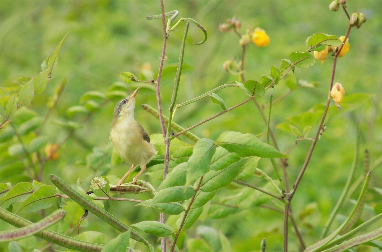 Nikon COOLPIX L340 sample photo. Small bird, resting on photography