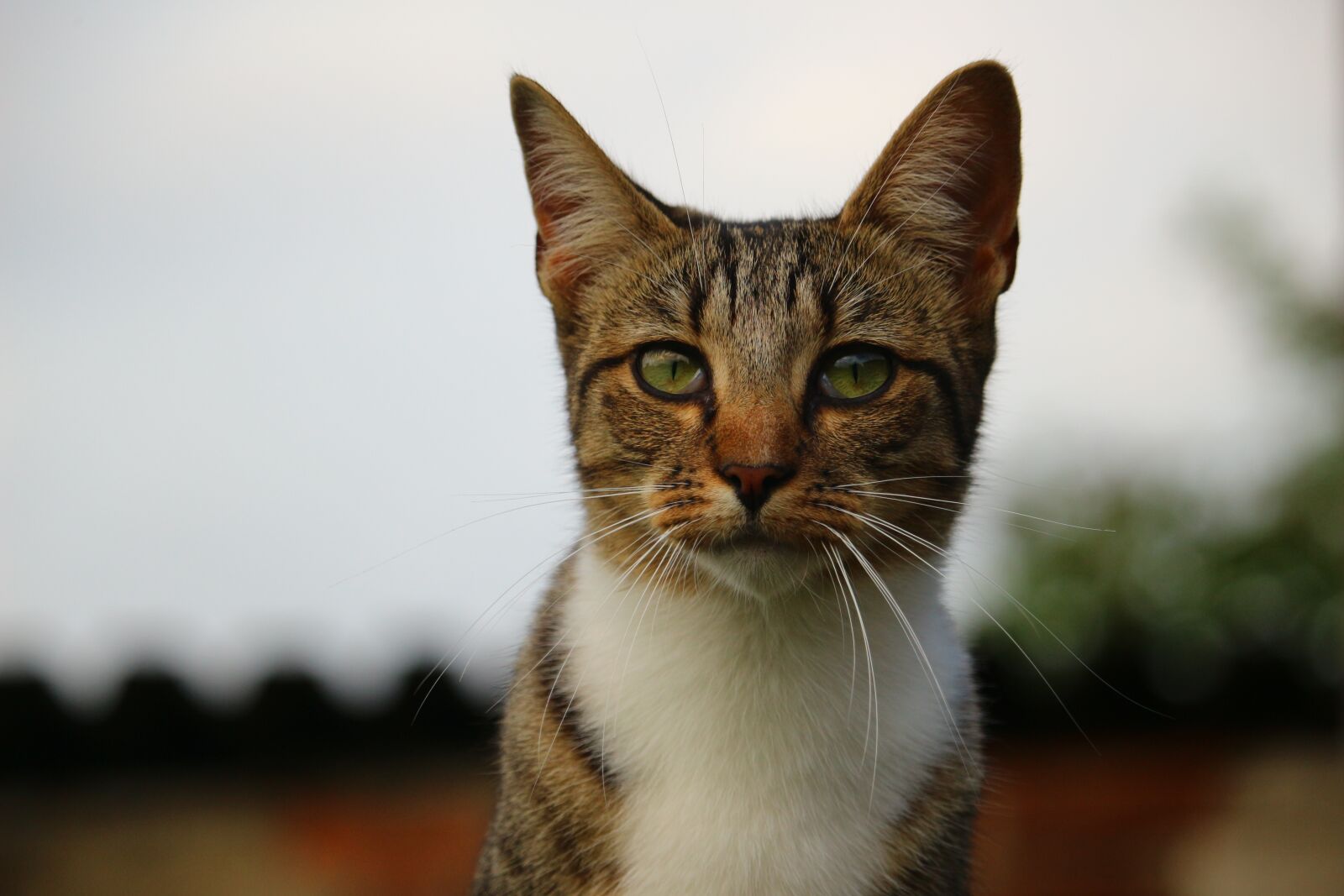 Canon EOS 100D (EOS Rebel SL1 / EOS Kiss X7) sample photo. Cat, kitten, mieze photography