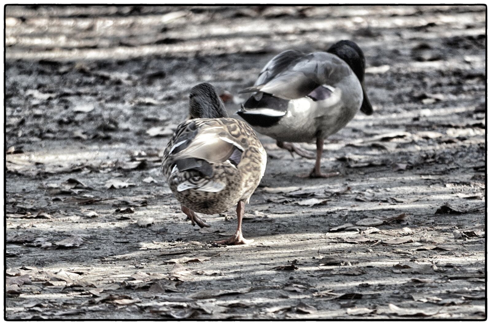 Nikon D7000 sample photo. Ducks, animals, two photography