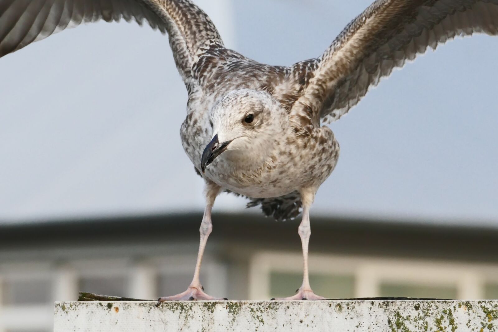 Panasonic Lumix DMC-FZ1000 sample photo. Seagull, wing, freedom photography