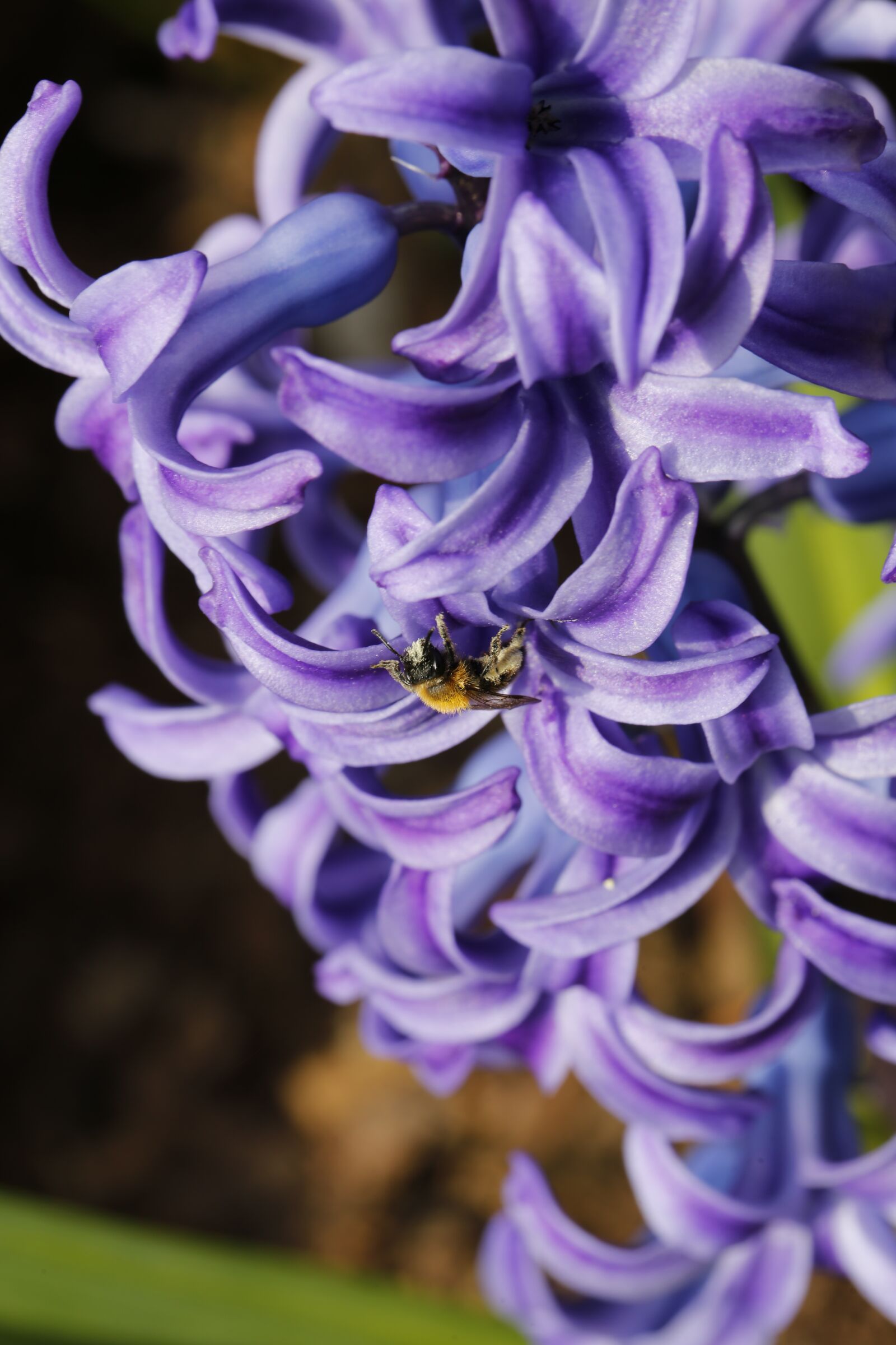 Canon EF 100mm F2.8L Macro IS USM sample photo. Flower, spring, nature photography