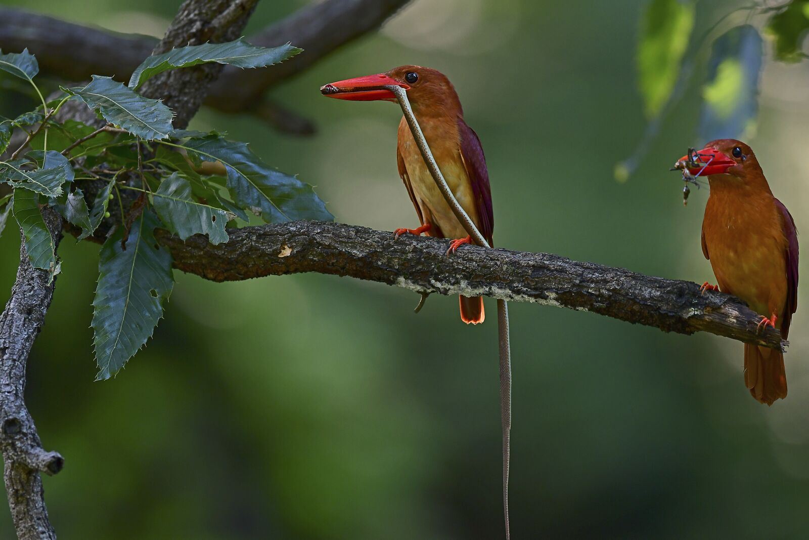 Nikon D500 sample photo. Birds, summer bird, lakeside photography