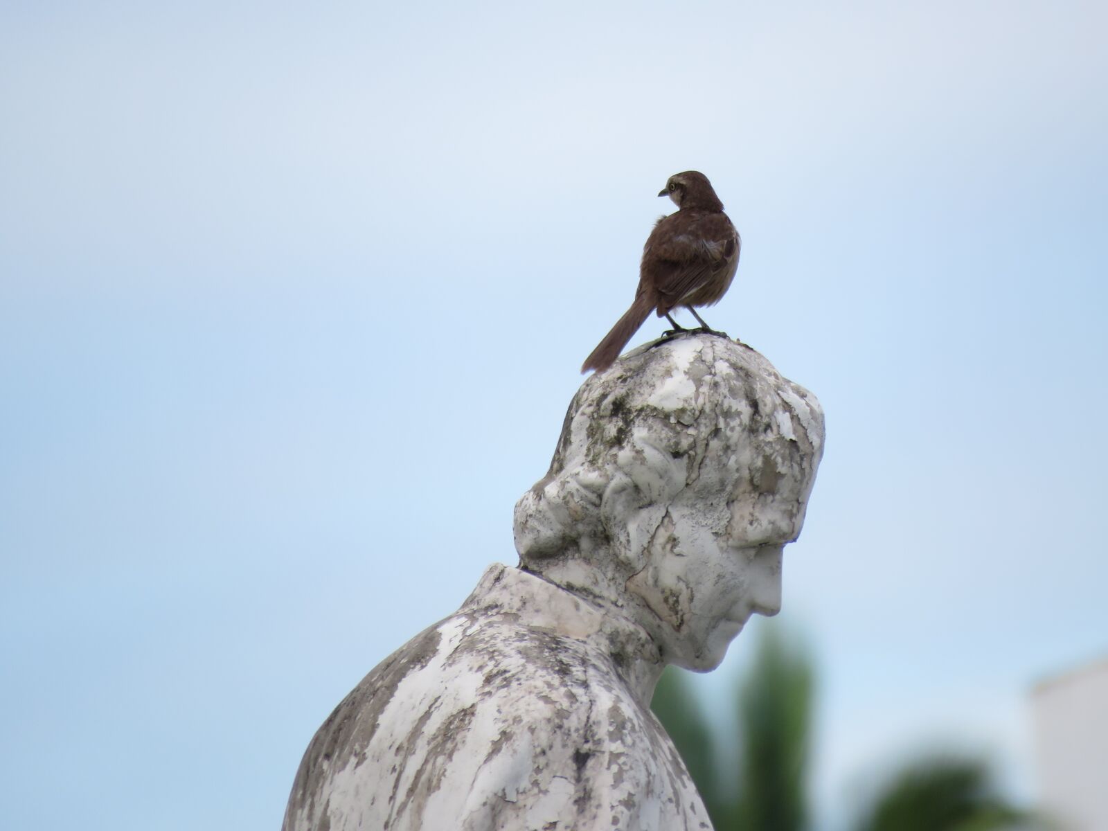 Canon PowerShot SX60 HS sample photo. Fraga, bird on the photography