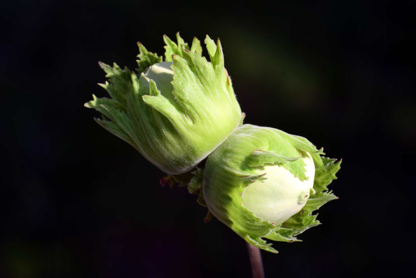Nikon D3300 sample photo. Nature, plant, hazelnut, seeds photography