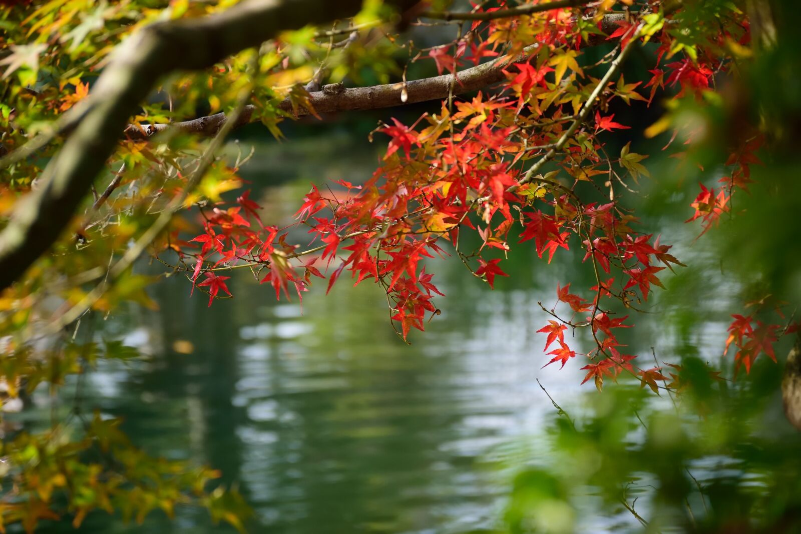 Nikon D5300 sample photo. Kokoen garden, japan, himeji photography