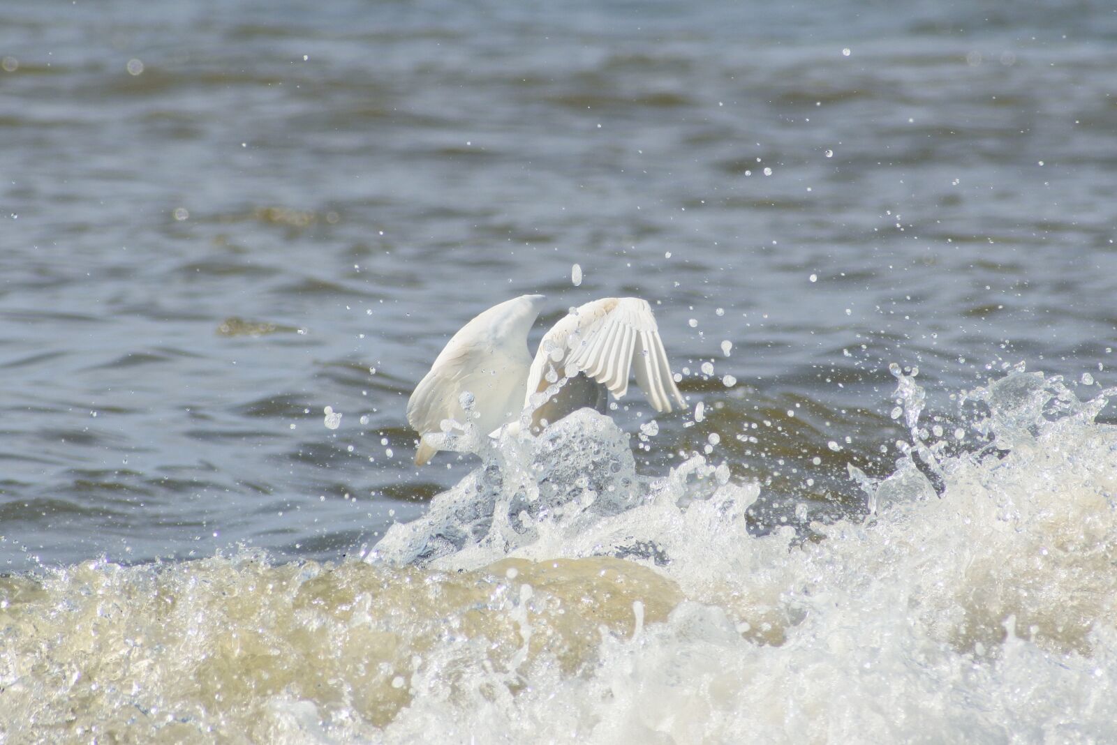 VR 70-300mm f/4.5-6.3G sample photo. Animal, sea, river photography