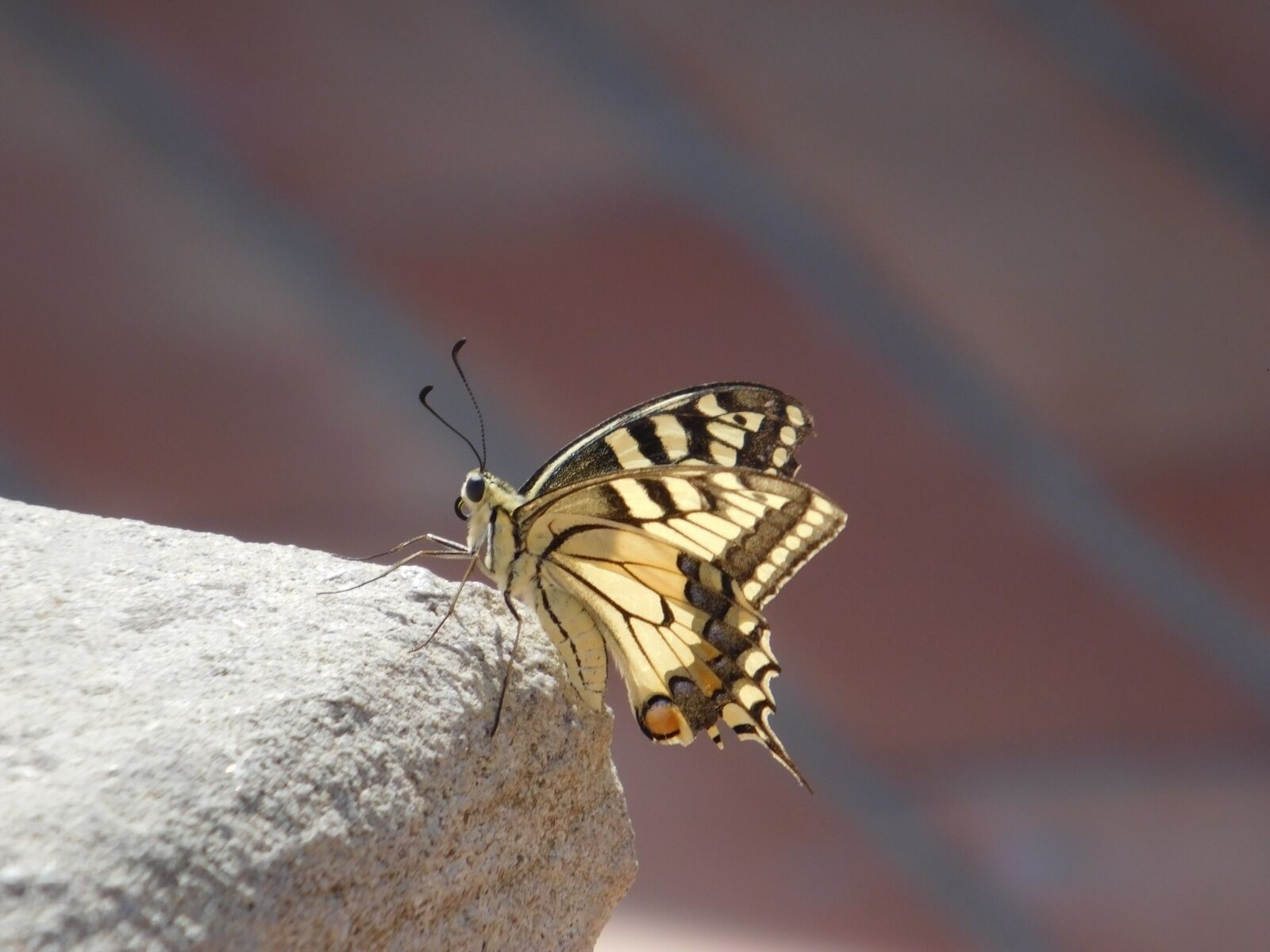 Nikon Coolpix L840 sample photo. Butterfly, insect, nature photography