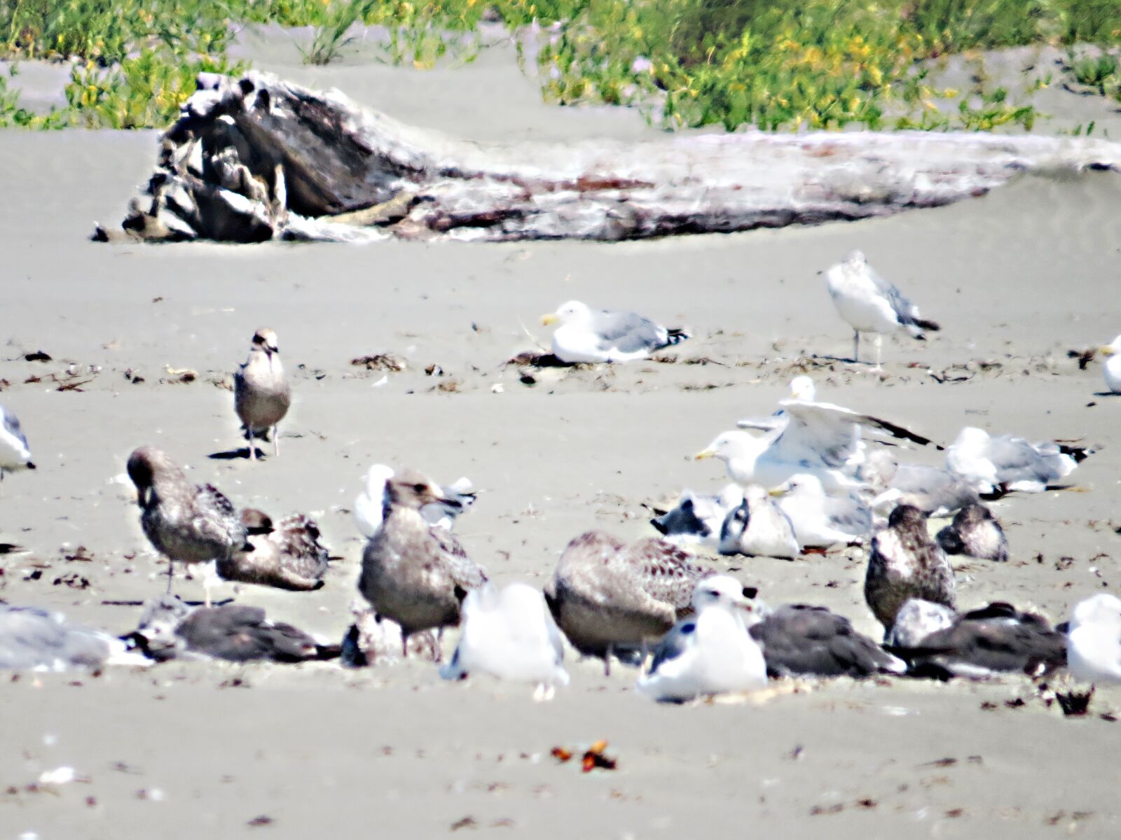 Canon PowerShot SX50 HS sample photo. Pac ocean, birds, seagulls photography