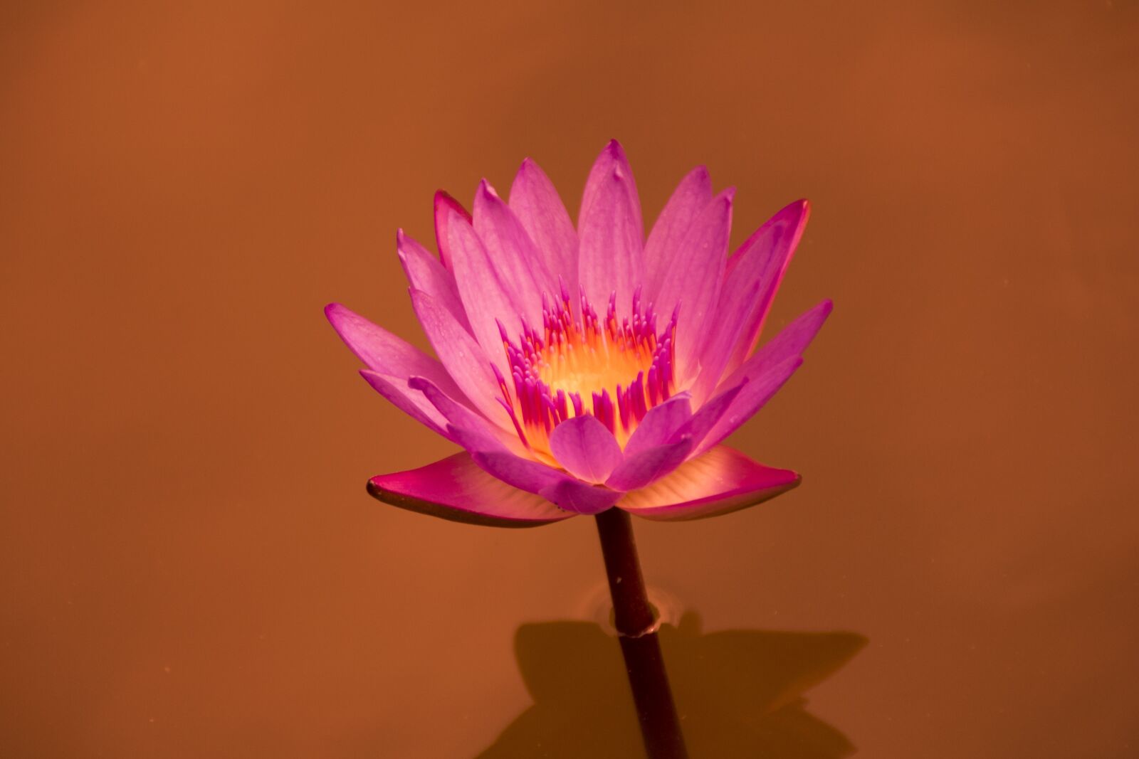 Canon EOS 760D (EOS Rebel T6s / EOS 8000D) sample photo. Dutch, jiangsu, slender west photography