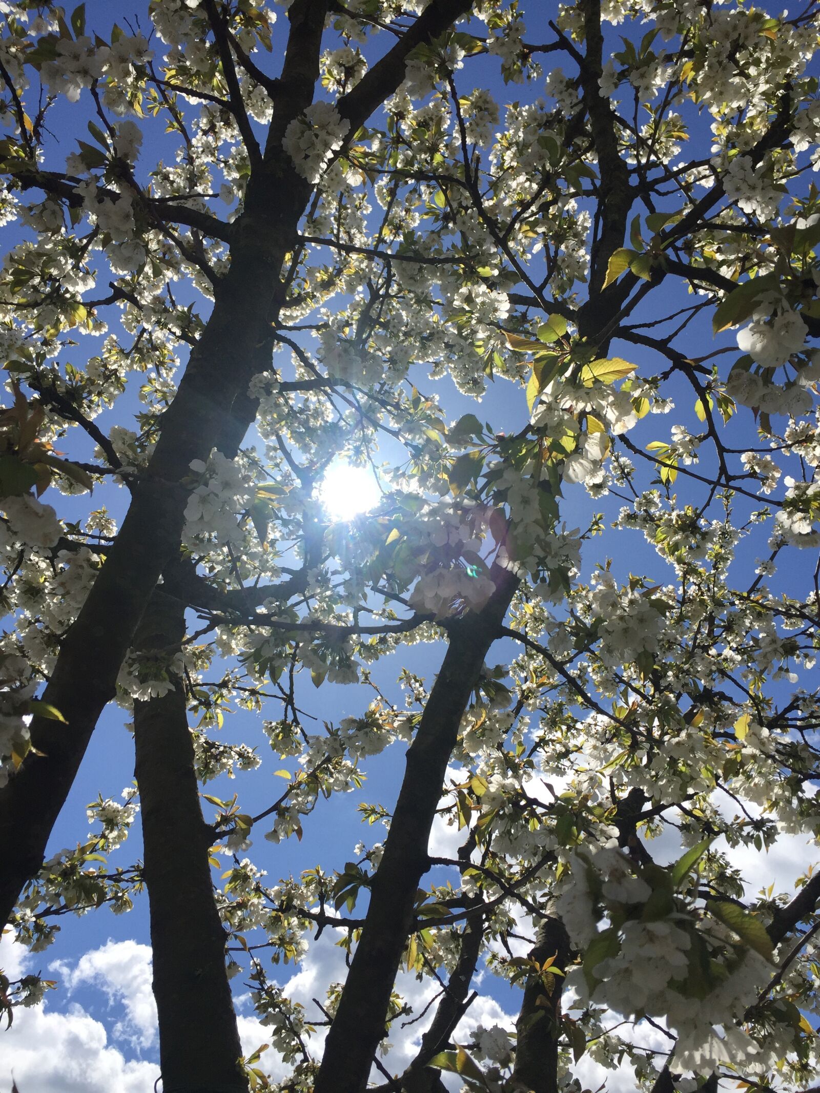 Apple iPhone 6 sample photo. Sun, trees, landscape photography